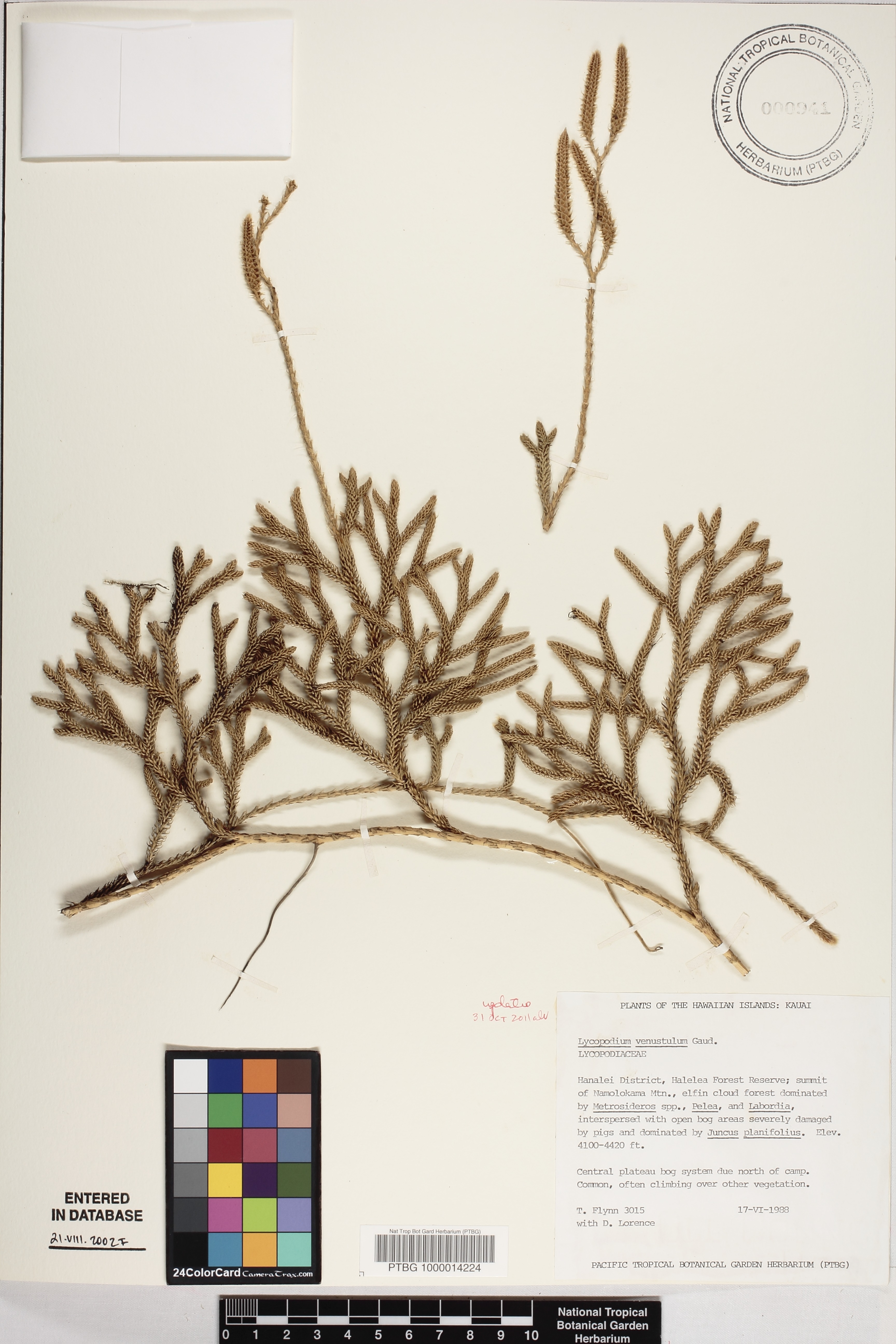 Lycopodiaceae image
