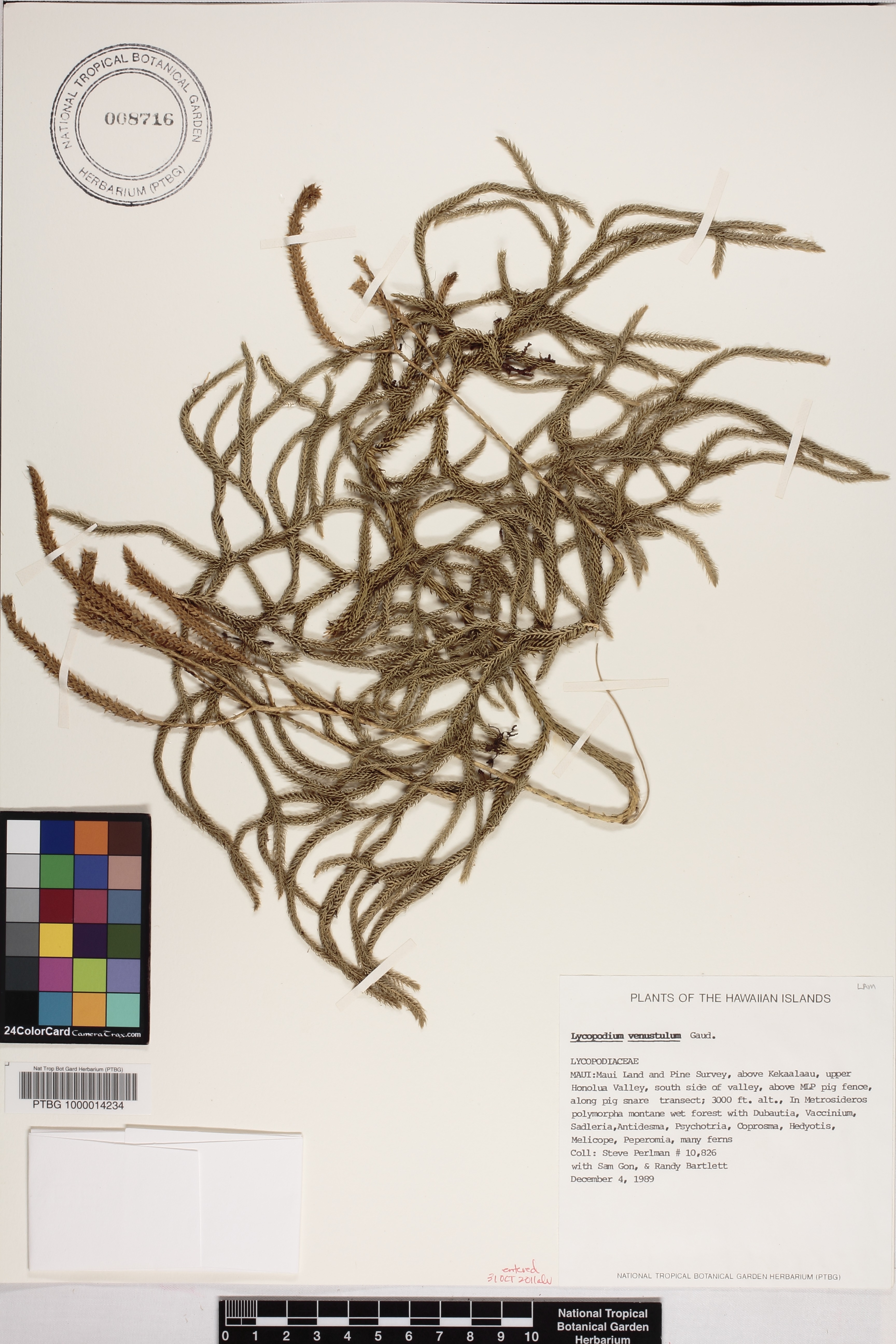 Lycopodium venustulum image