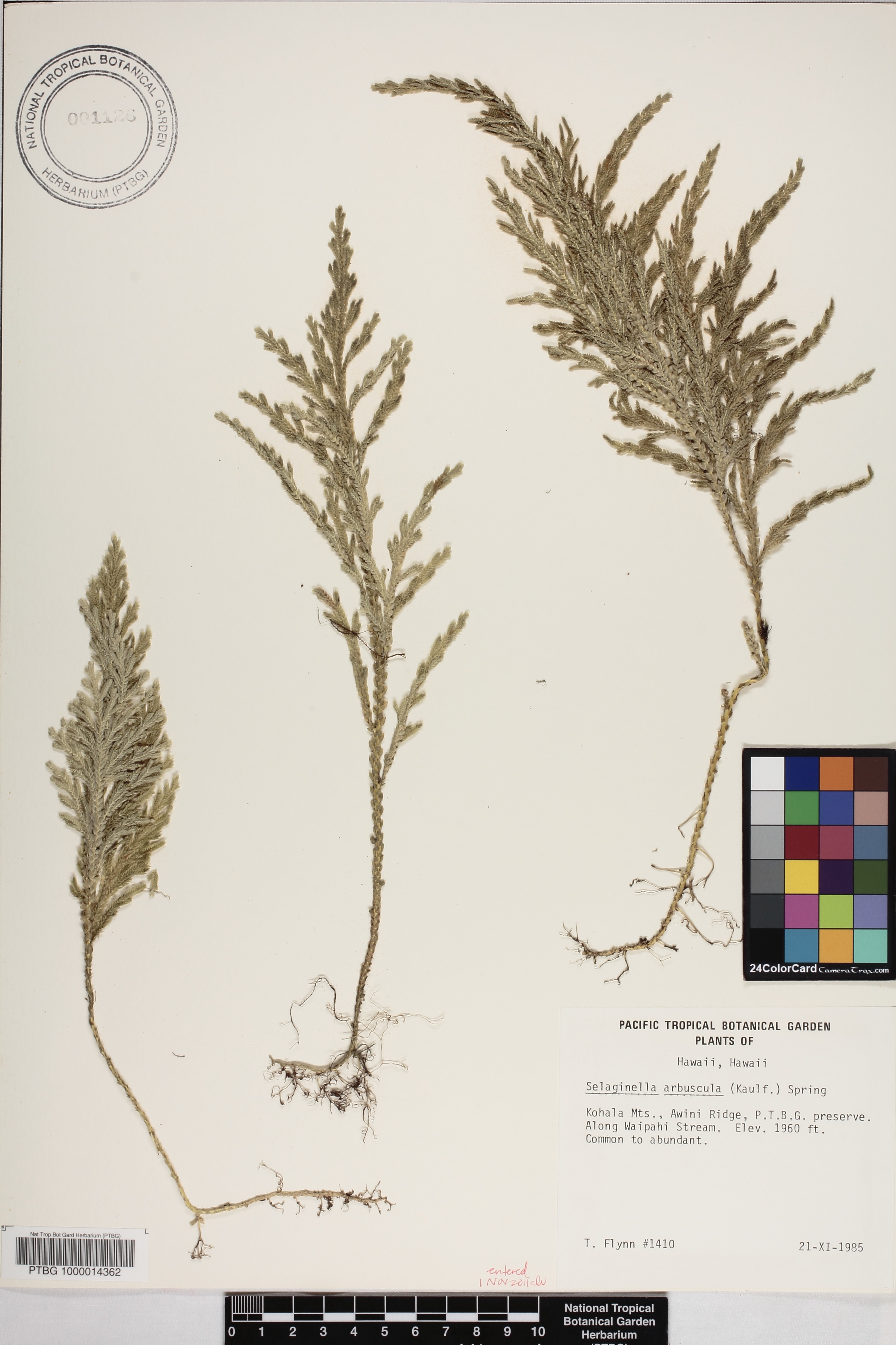 Selaginella image