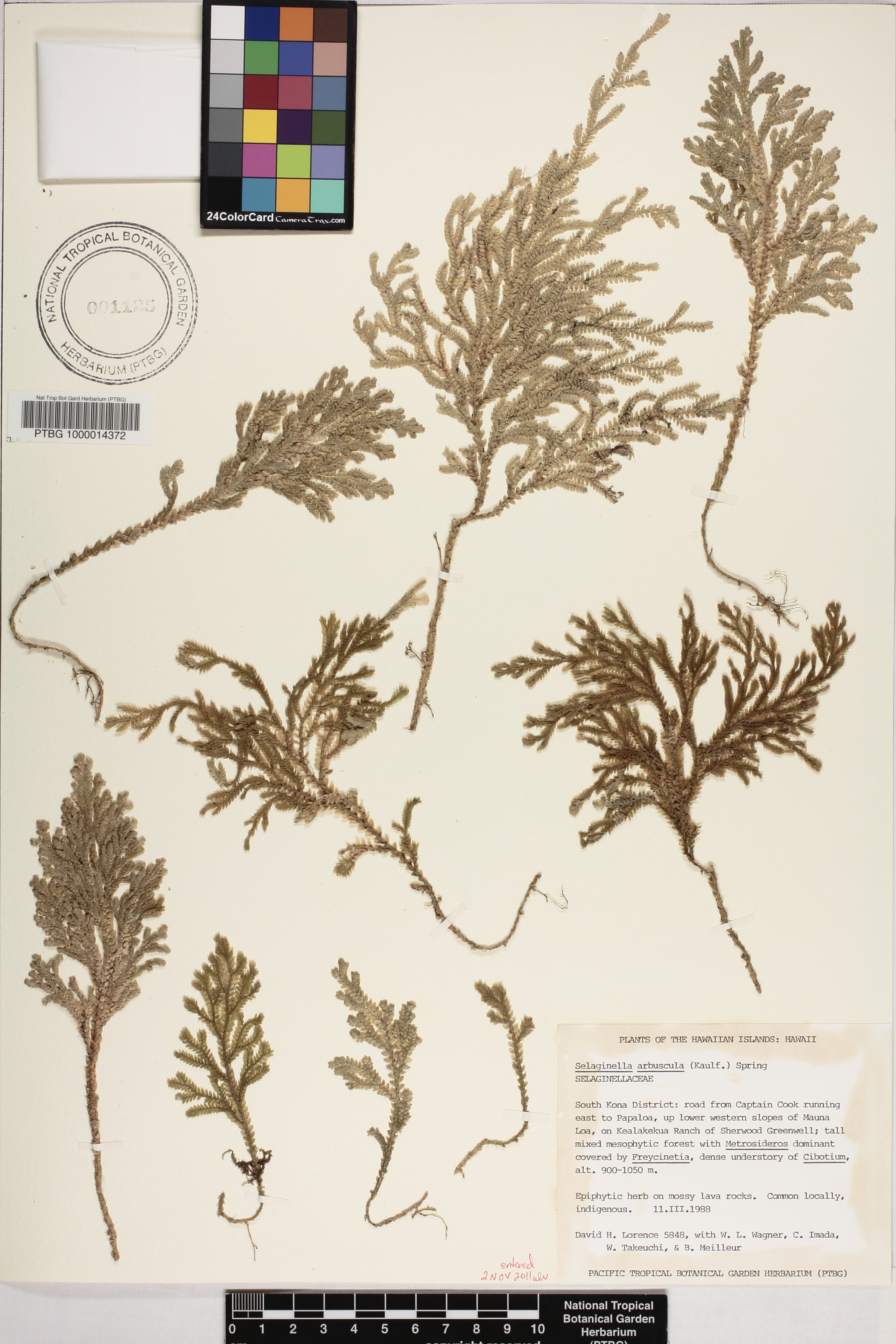 Selaginella arbuscula image