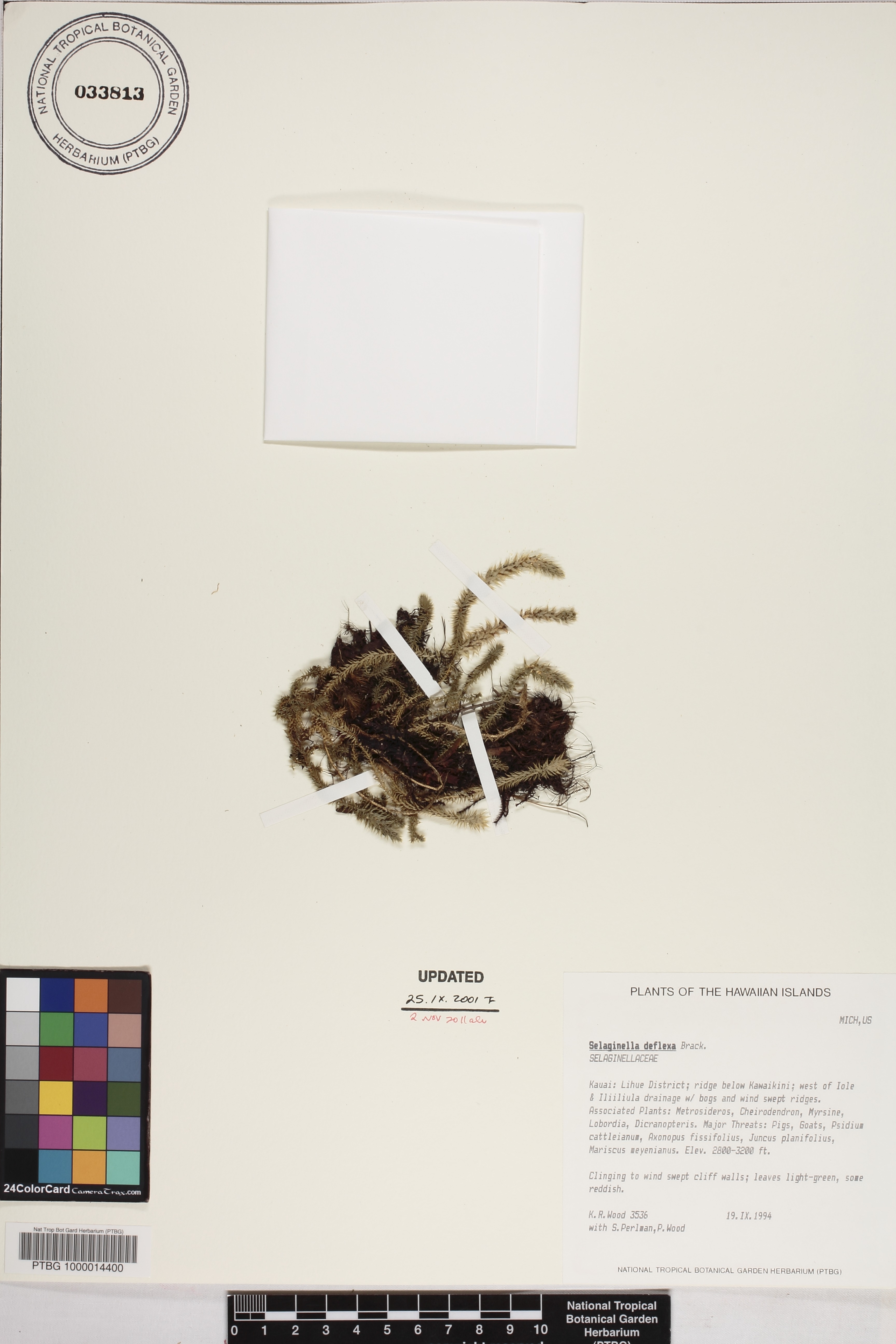 Selaginella deflexa image