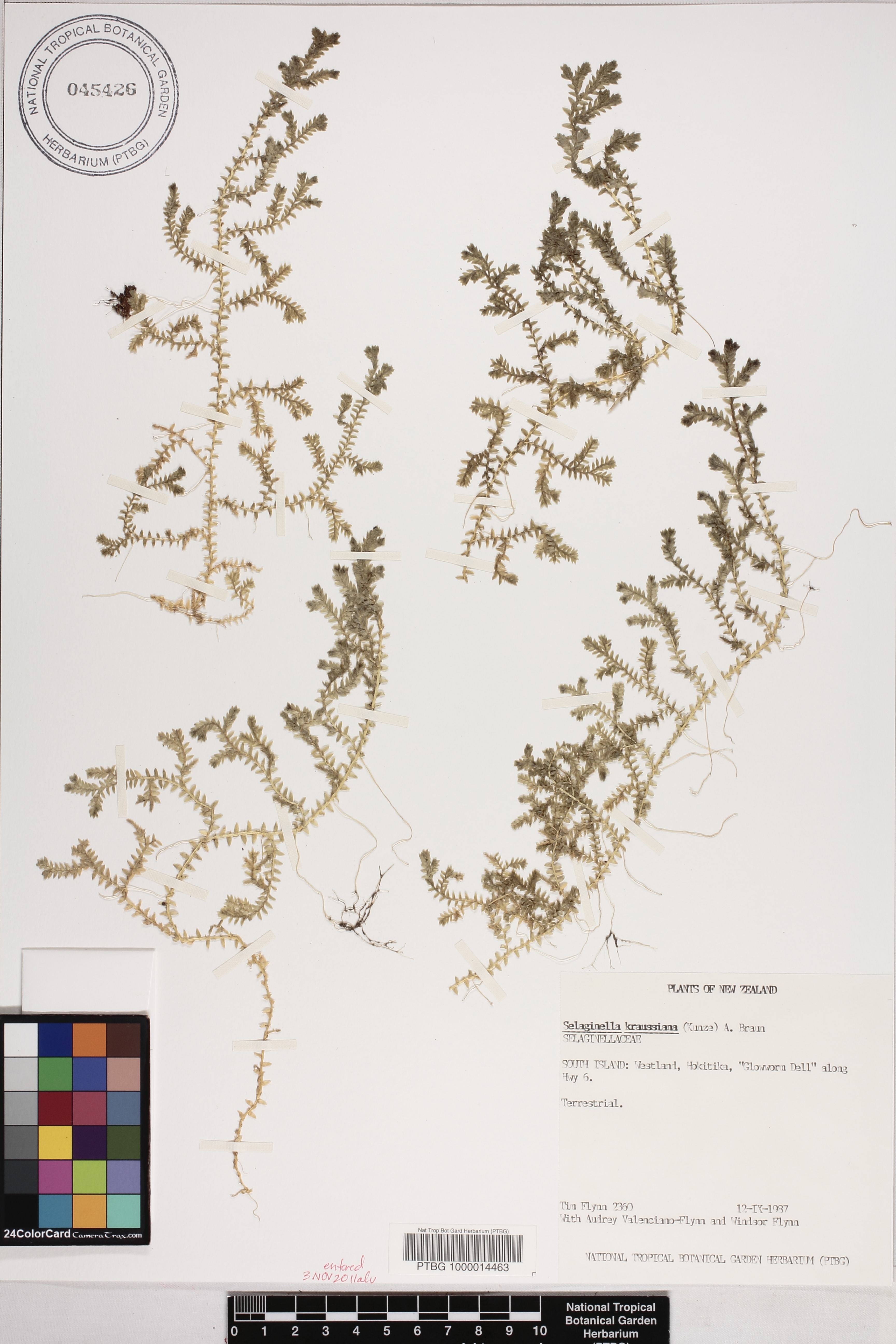 Selaginella kraussiana image