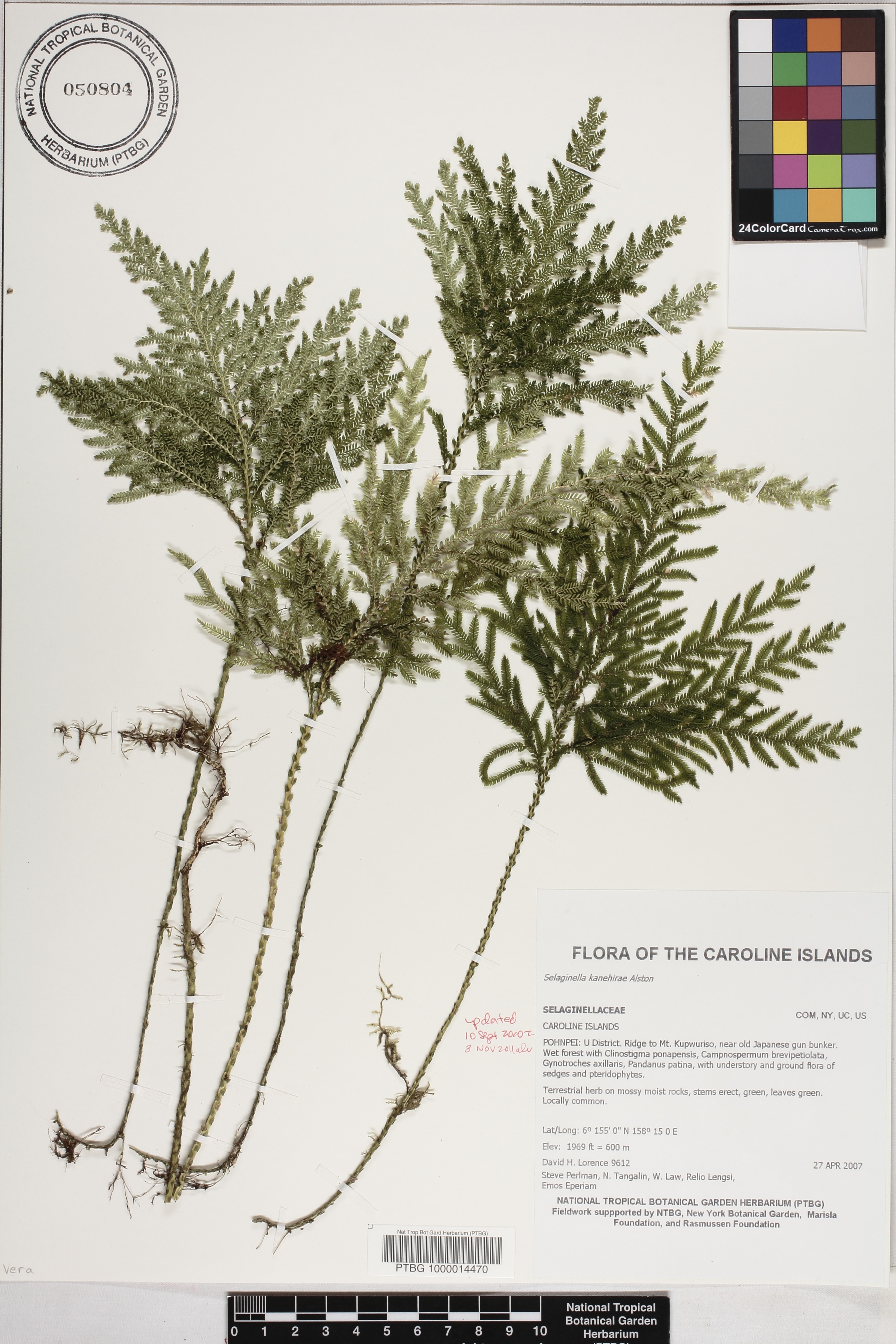 Selaginella image
