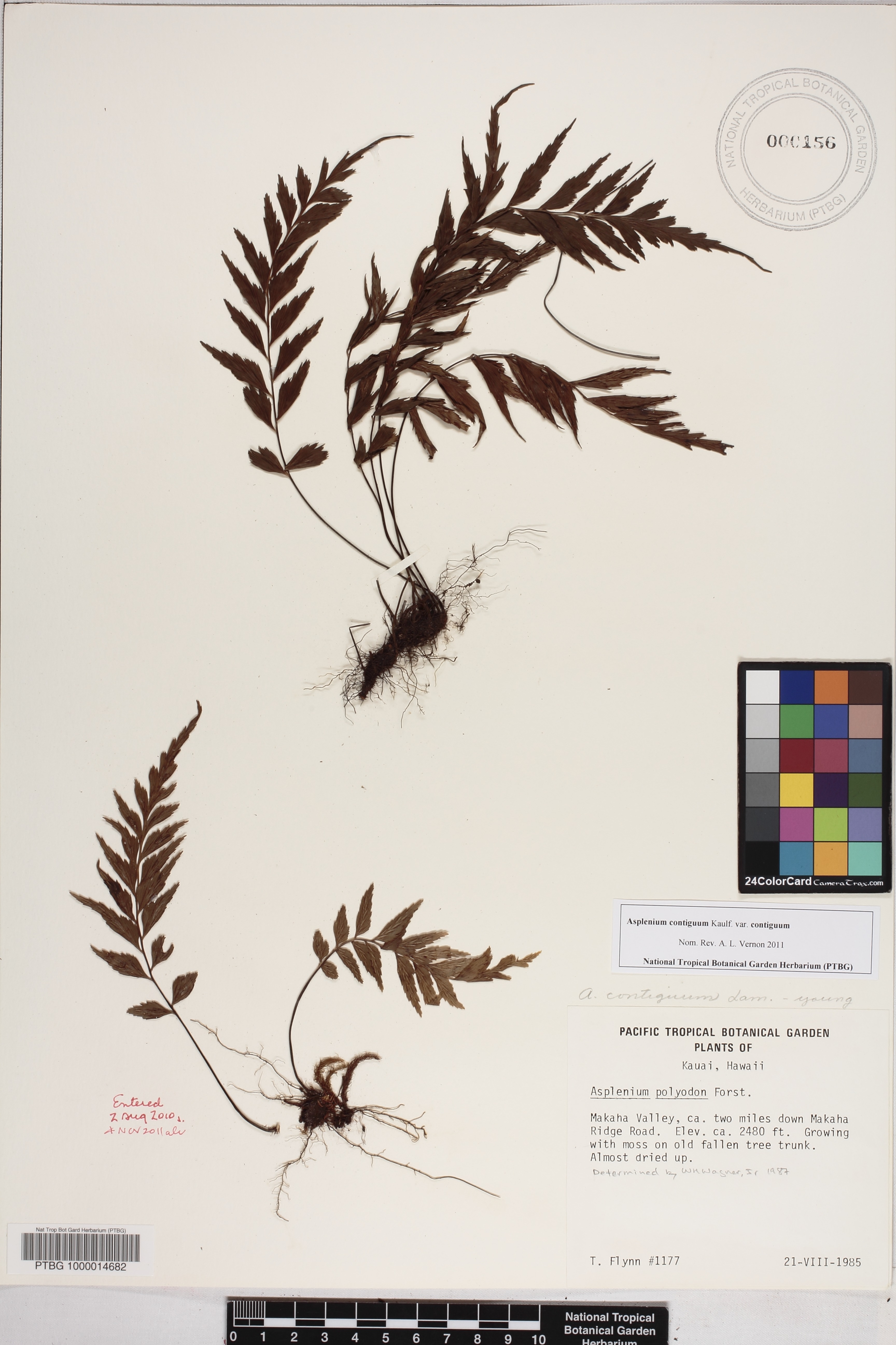 Asplenium contiguum var. contiguum image