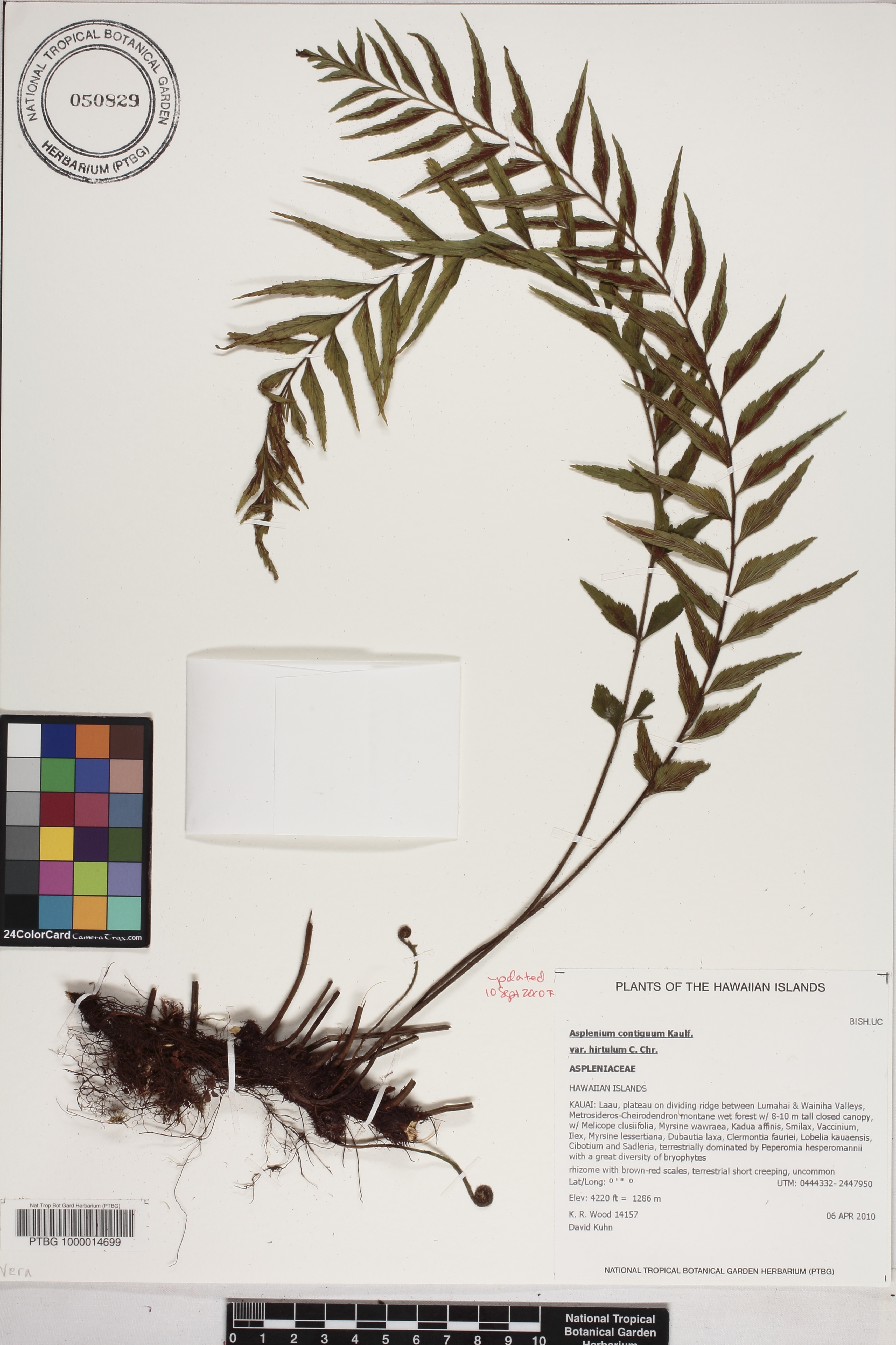 Asplenium contiguum var. hirtulum image