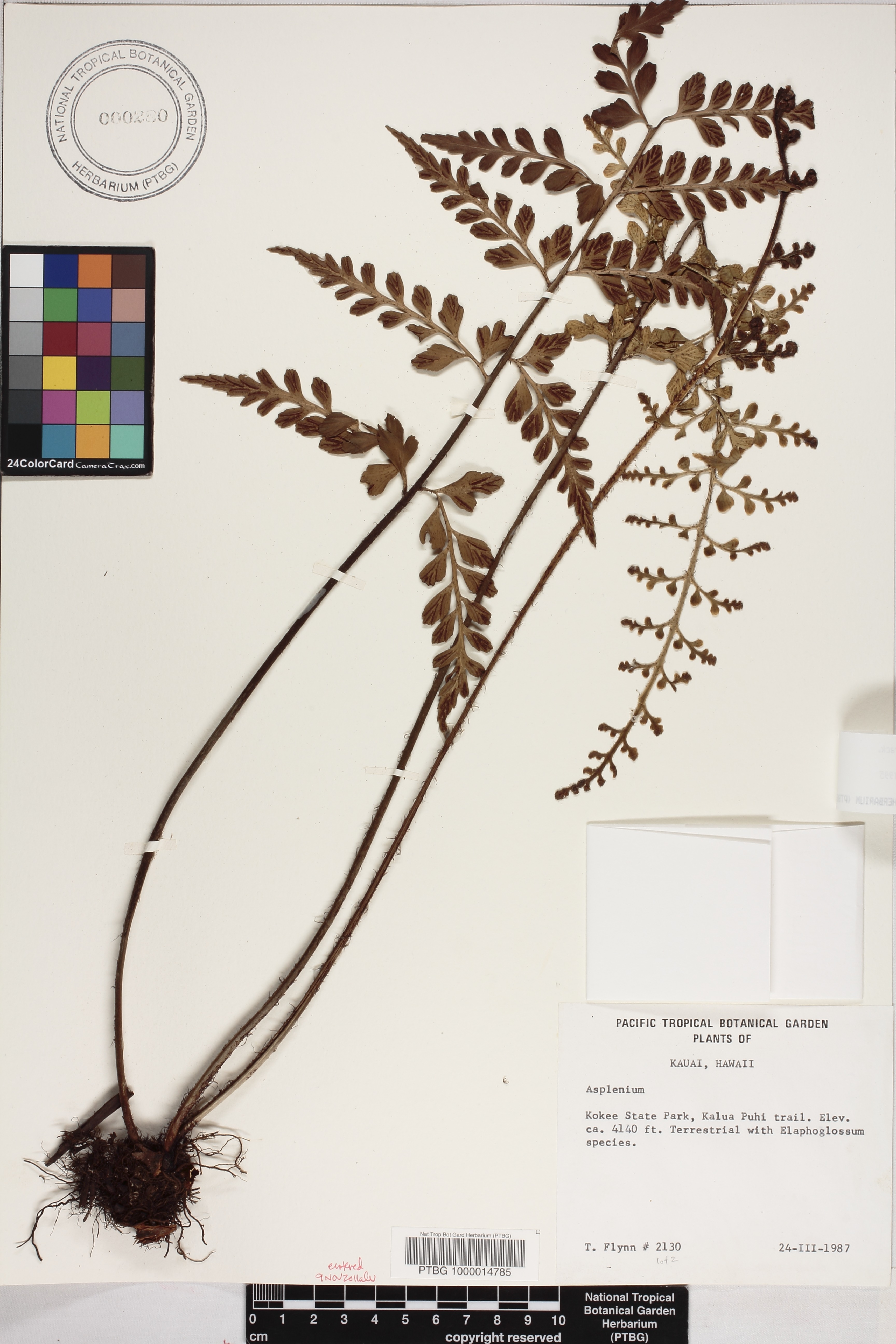 Asplenium insiticium image