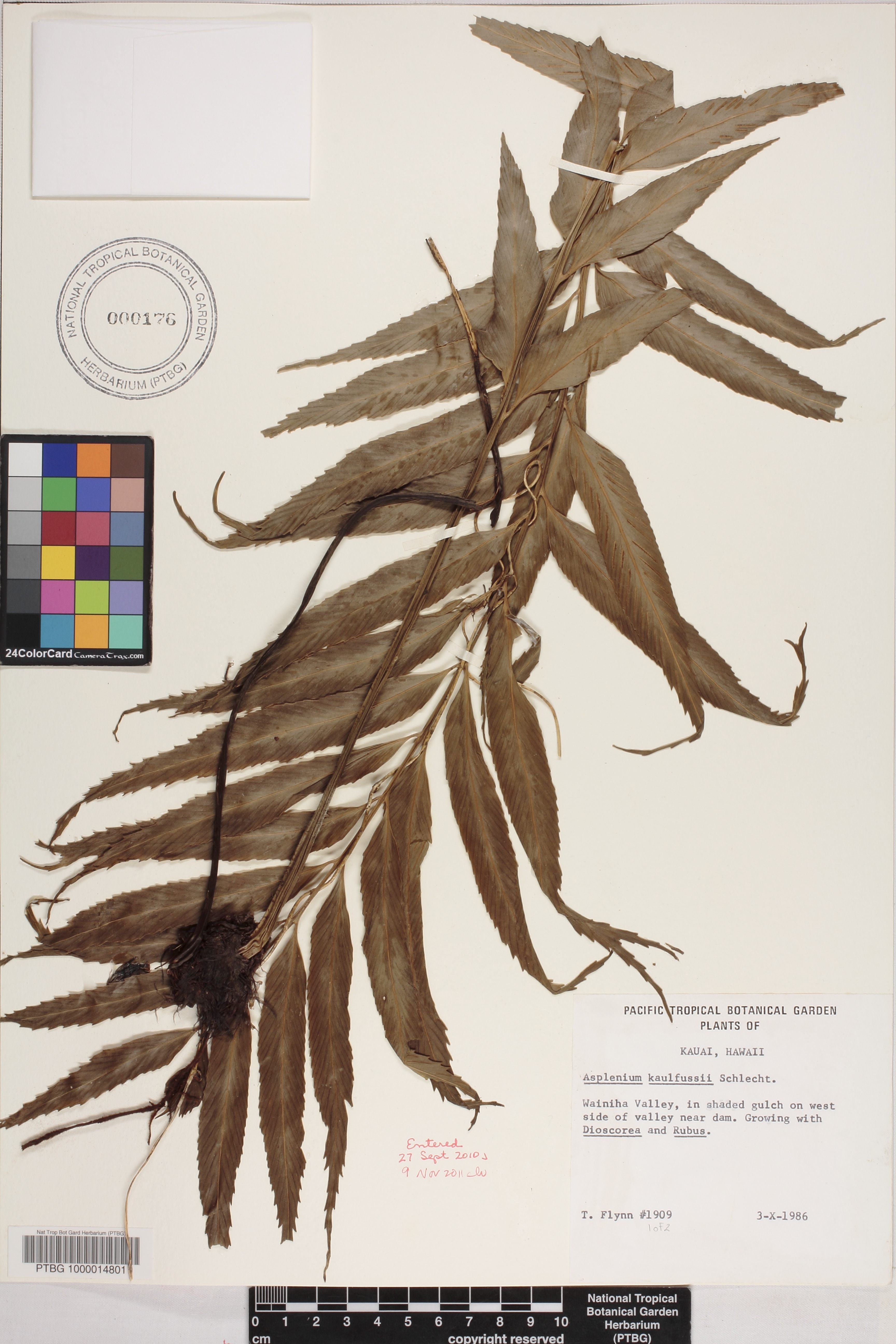 Asplenium kaulfussii image