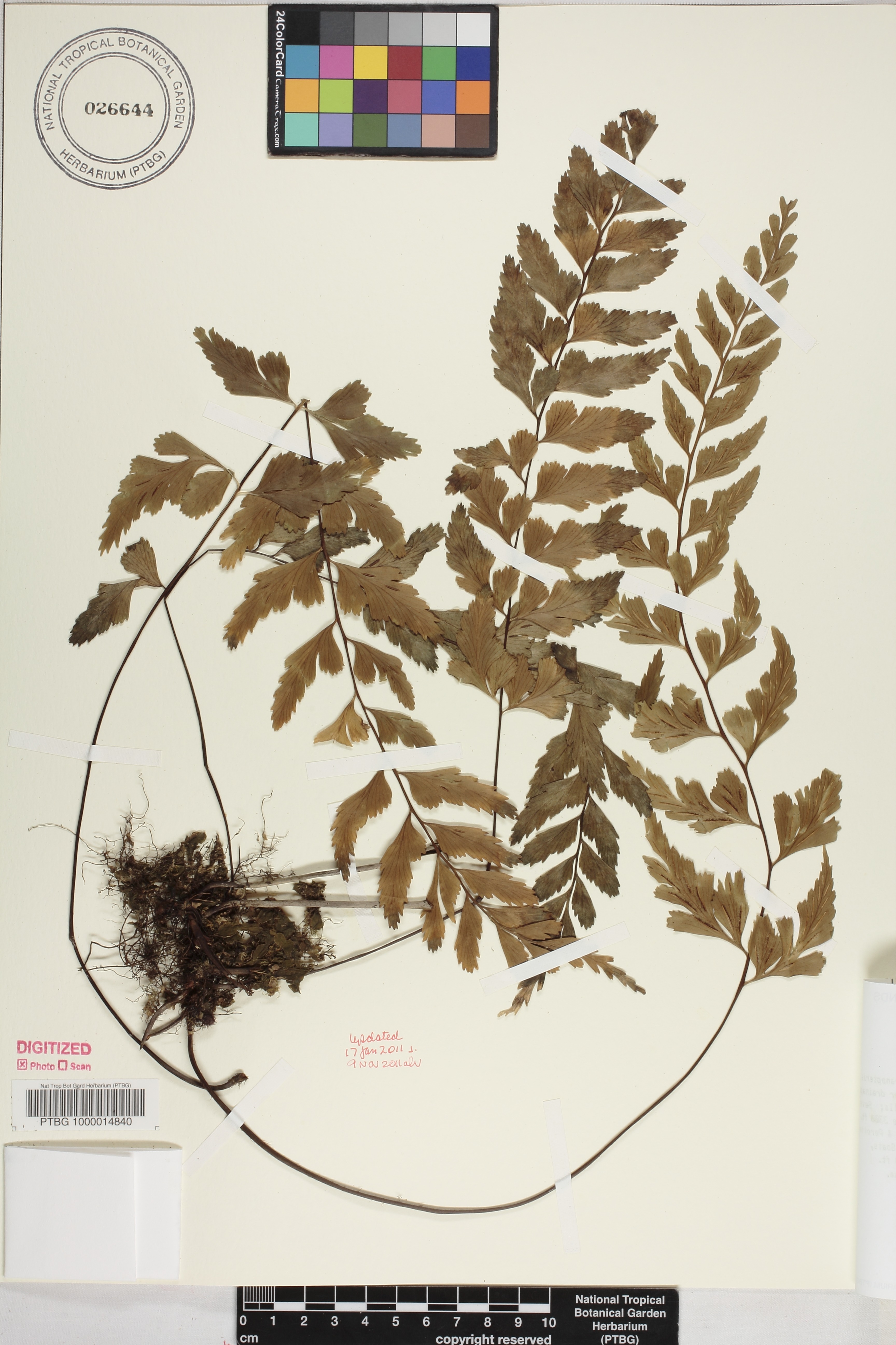 Asplenium lobulatum image