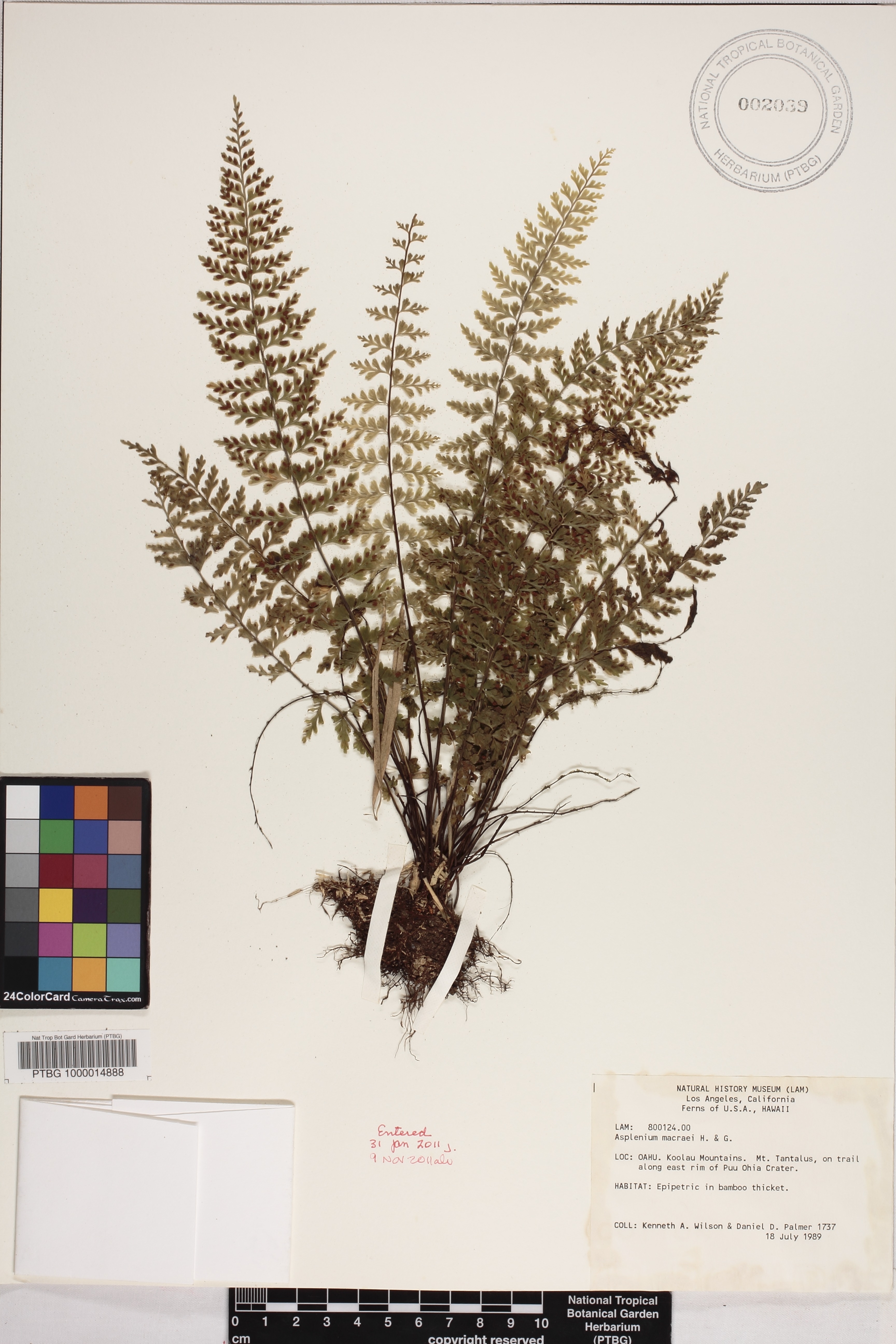Asplenium macraei image