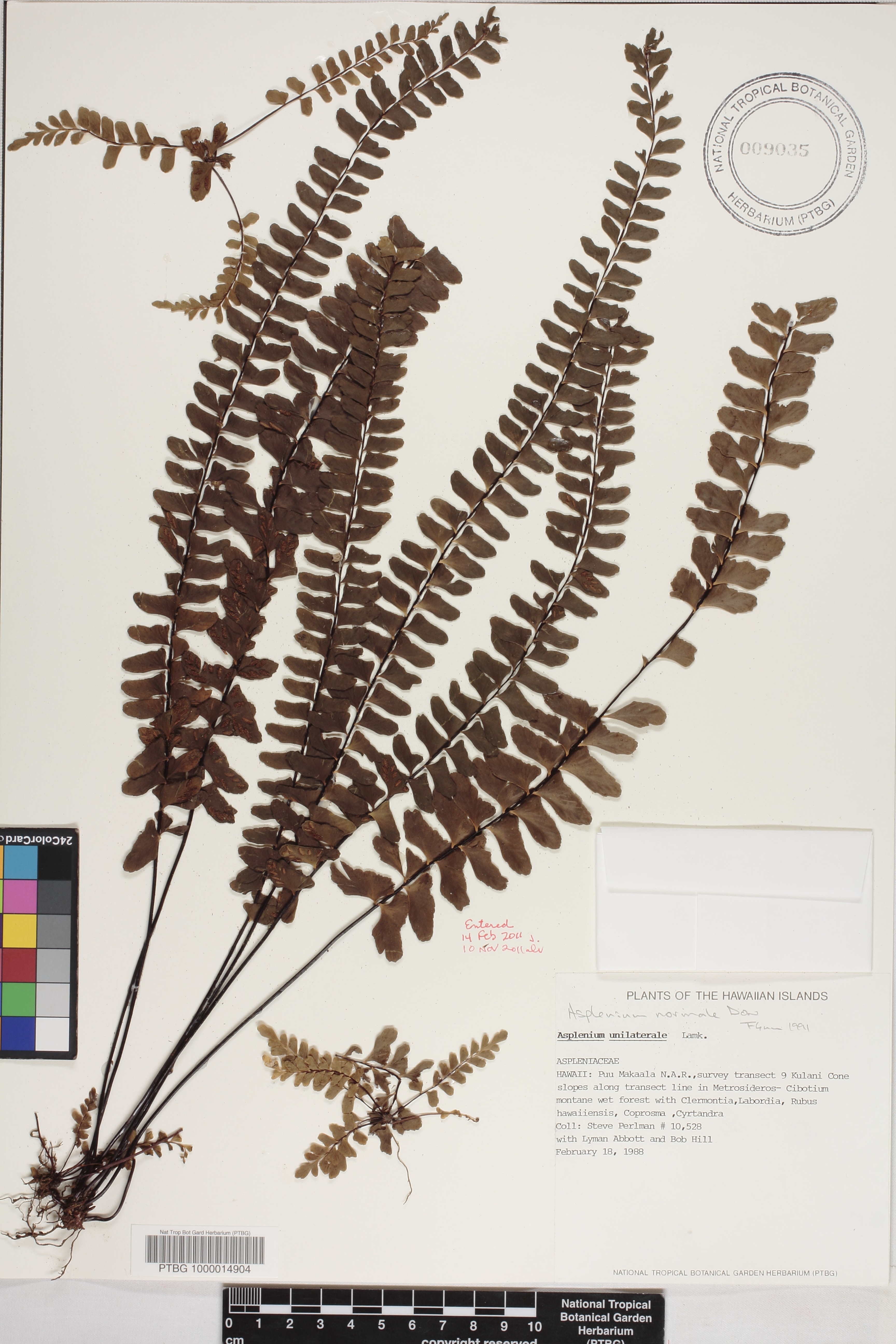 Asplenium normale image