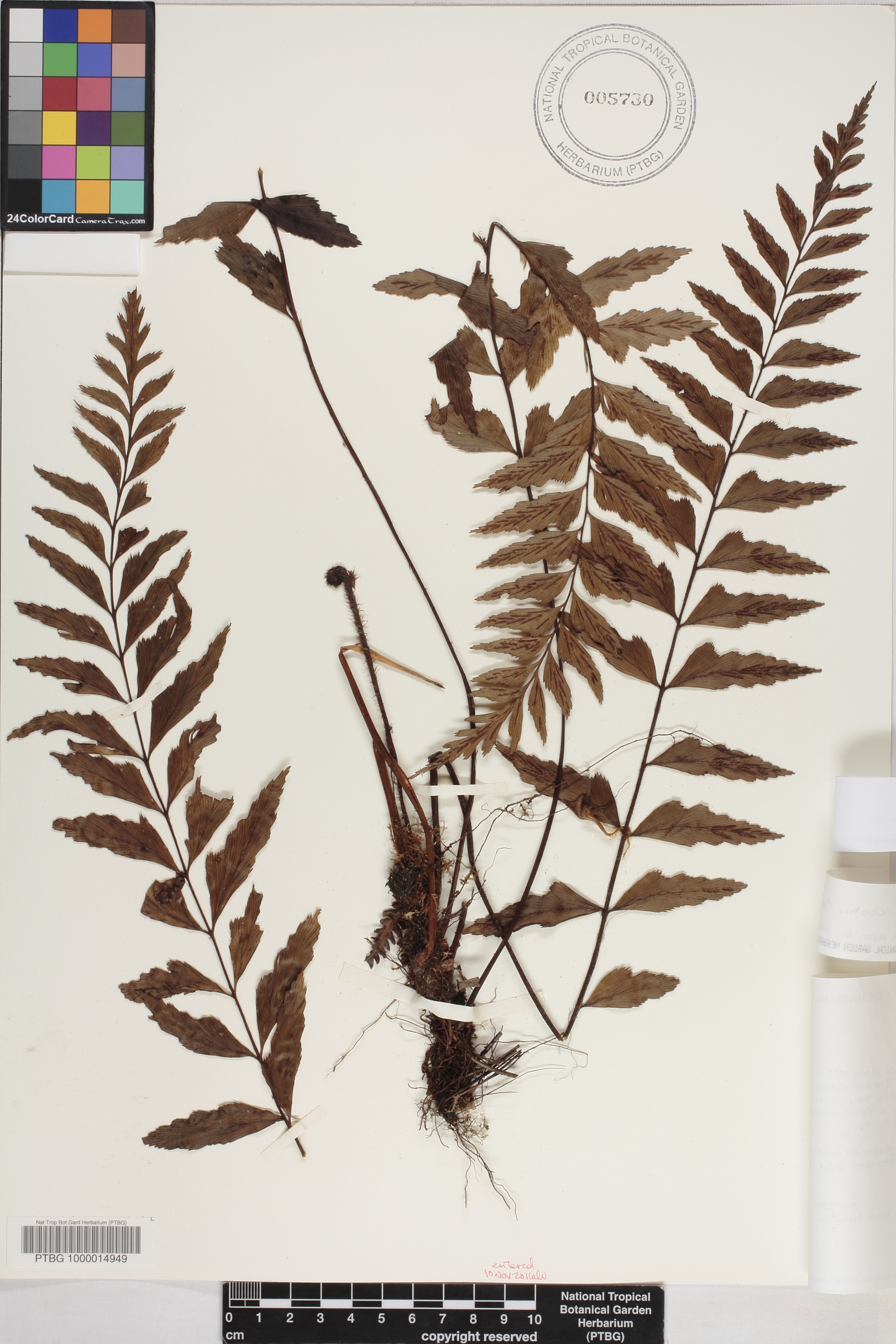 Asplenium polyodon image