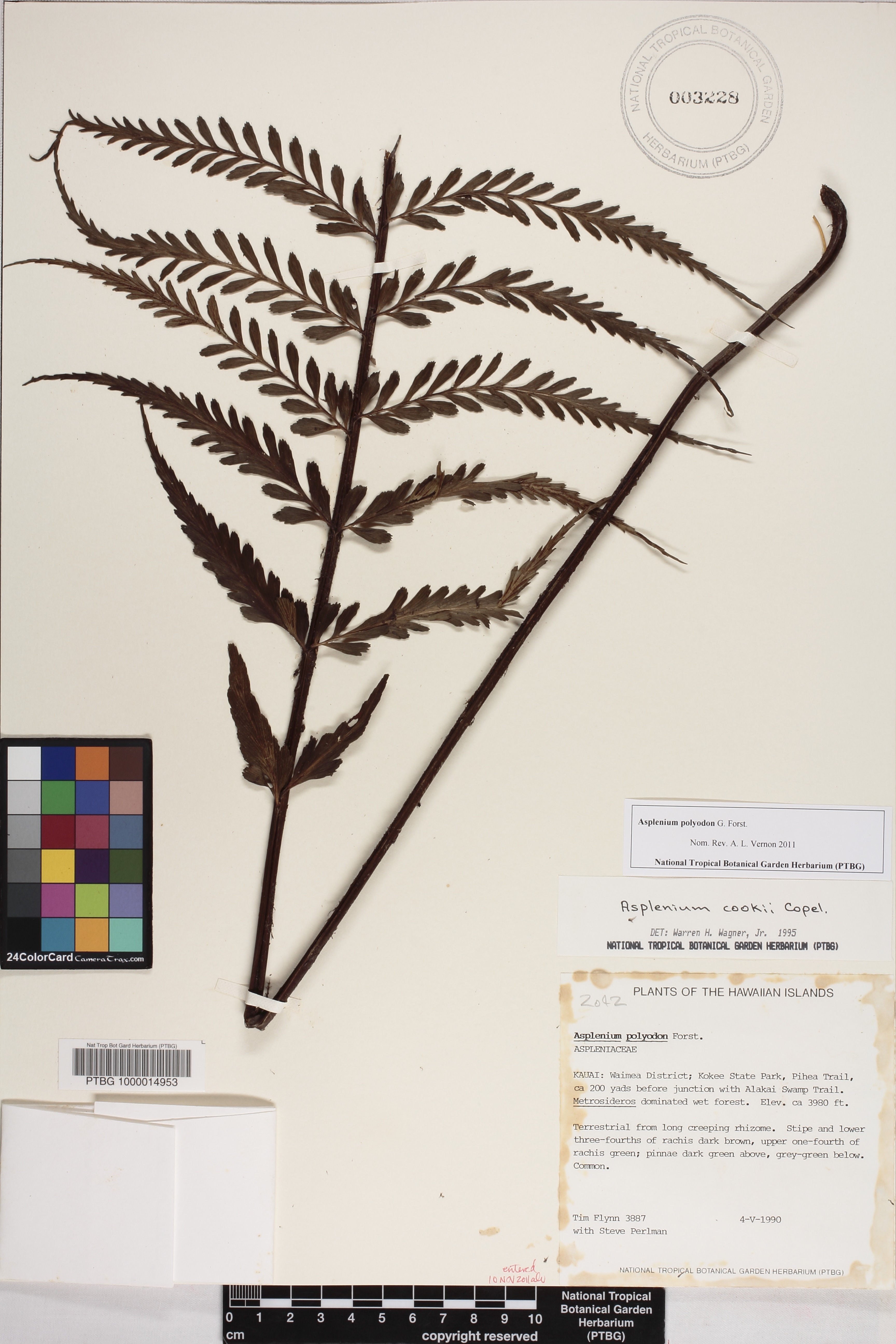 Asplenium polyodon image