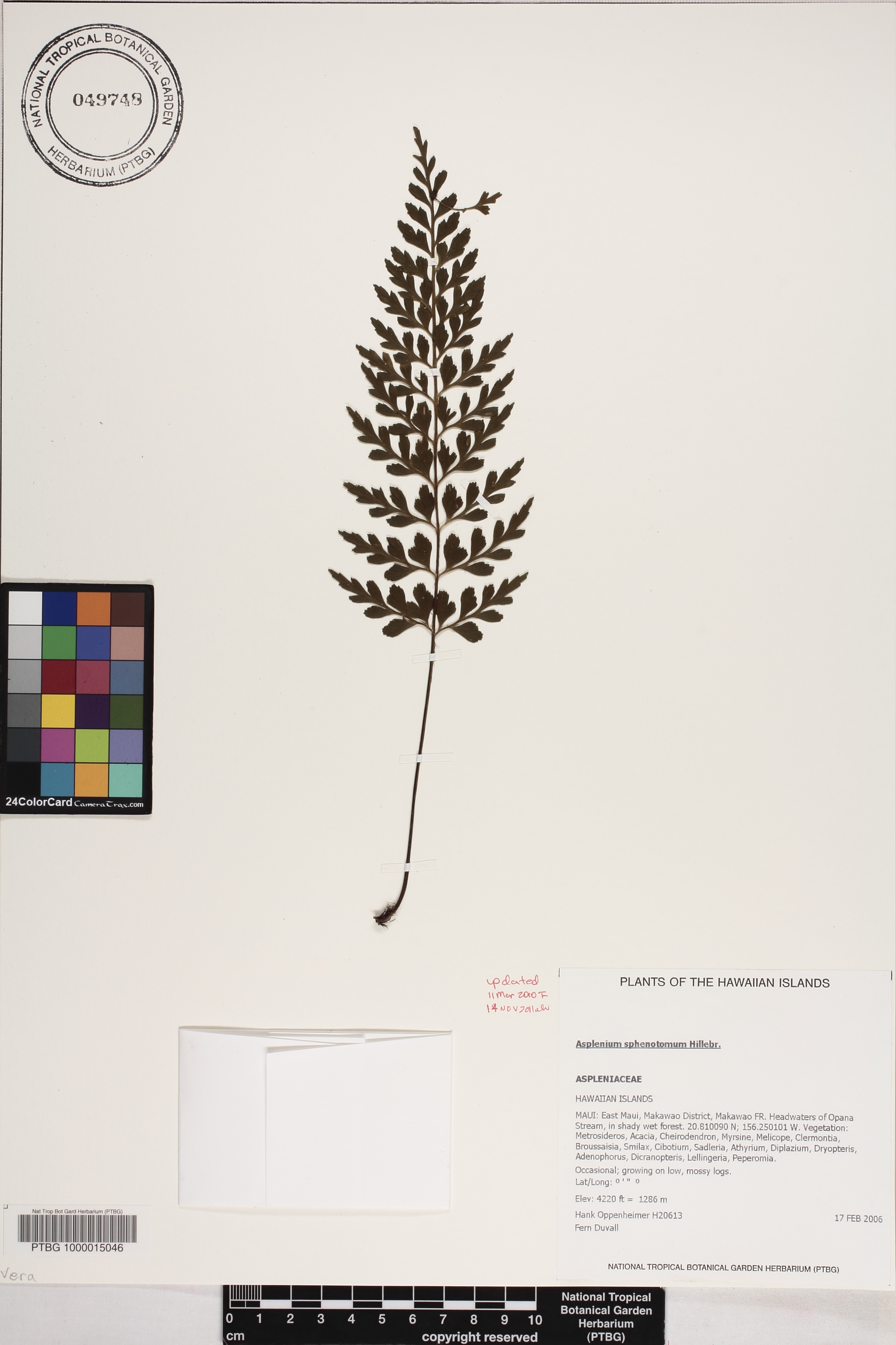 Asplenium insiticium image