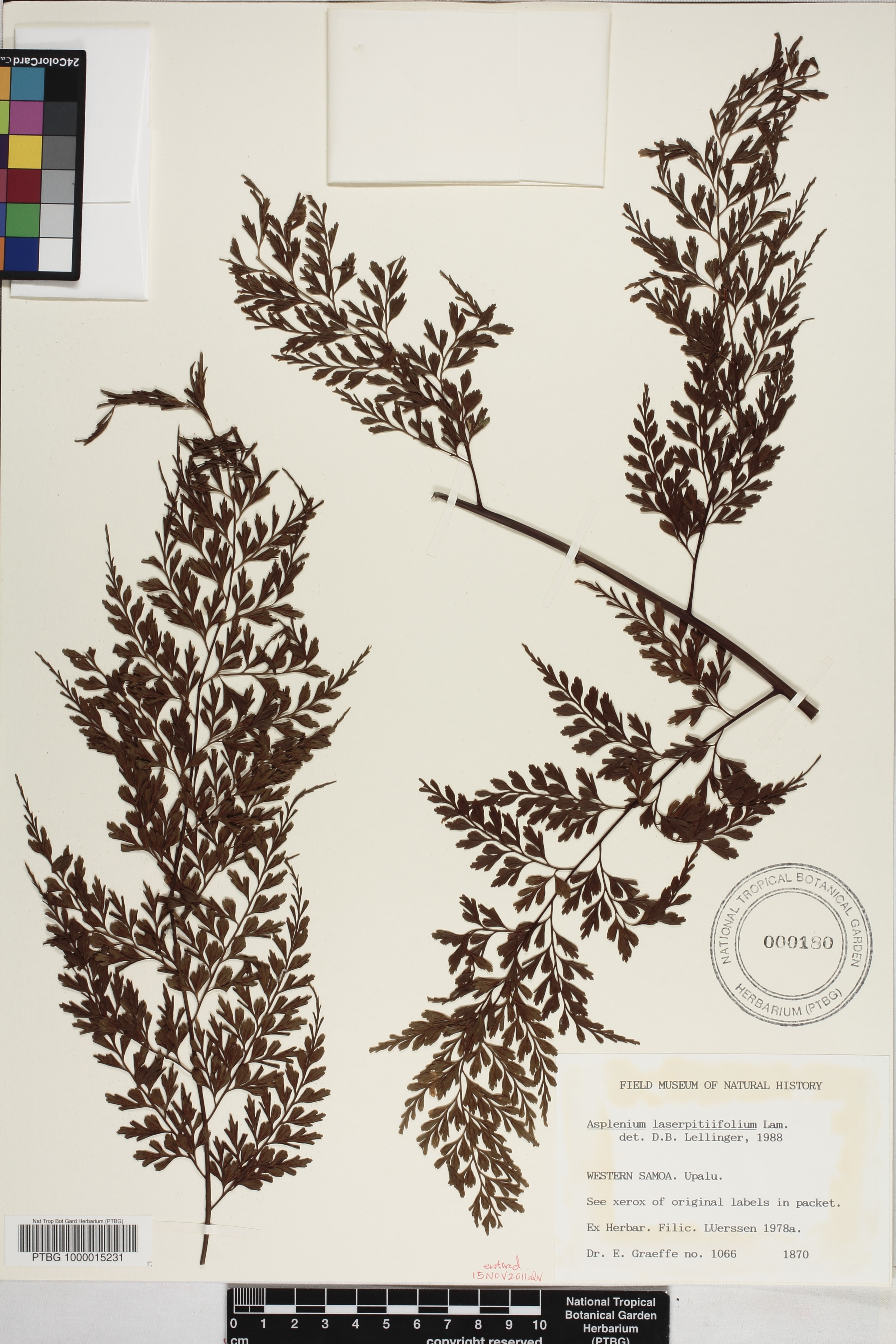 Asplenium laserpitiifolium image