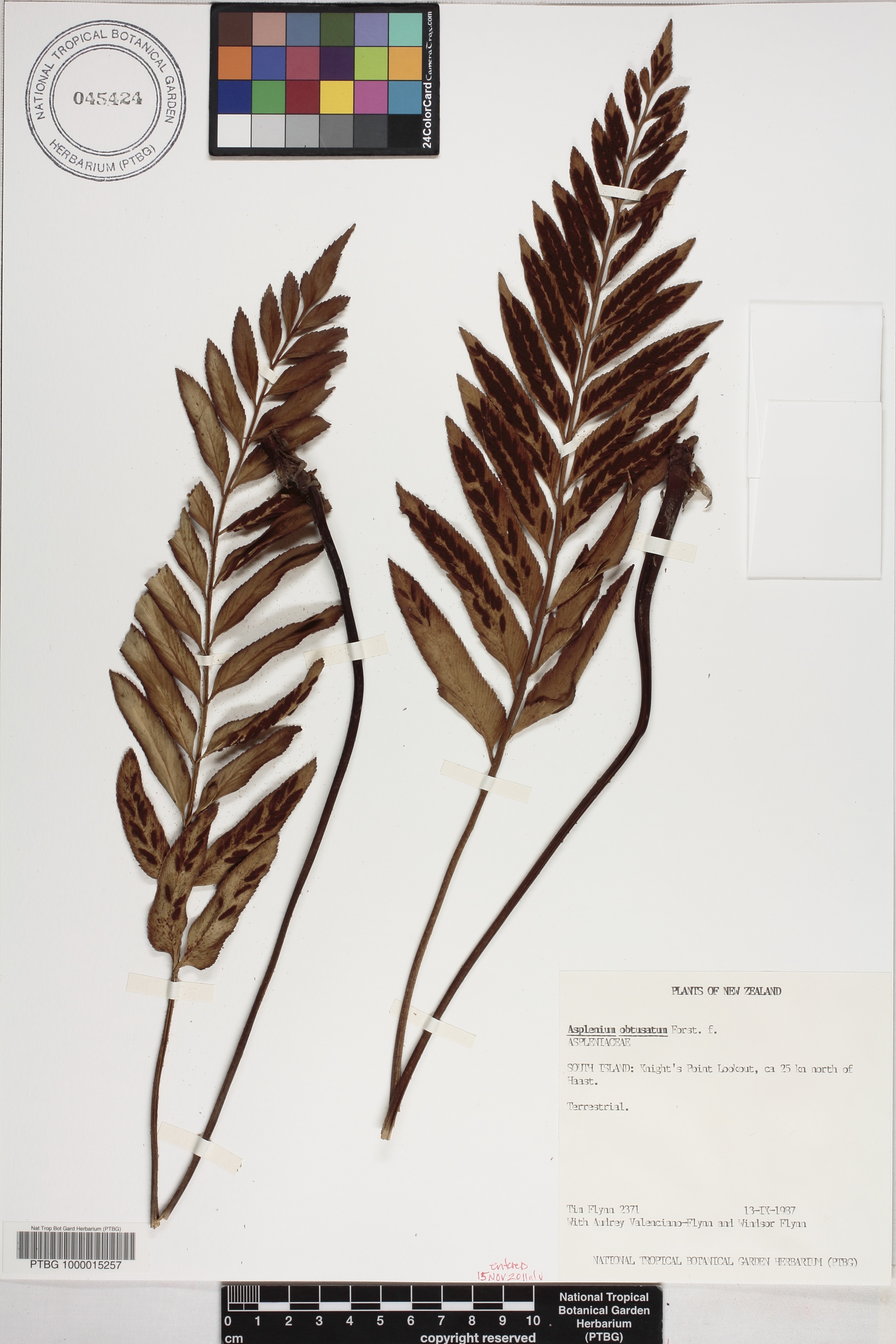 Asplenium obtusatum image