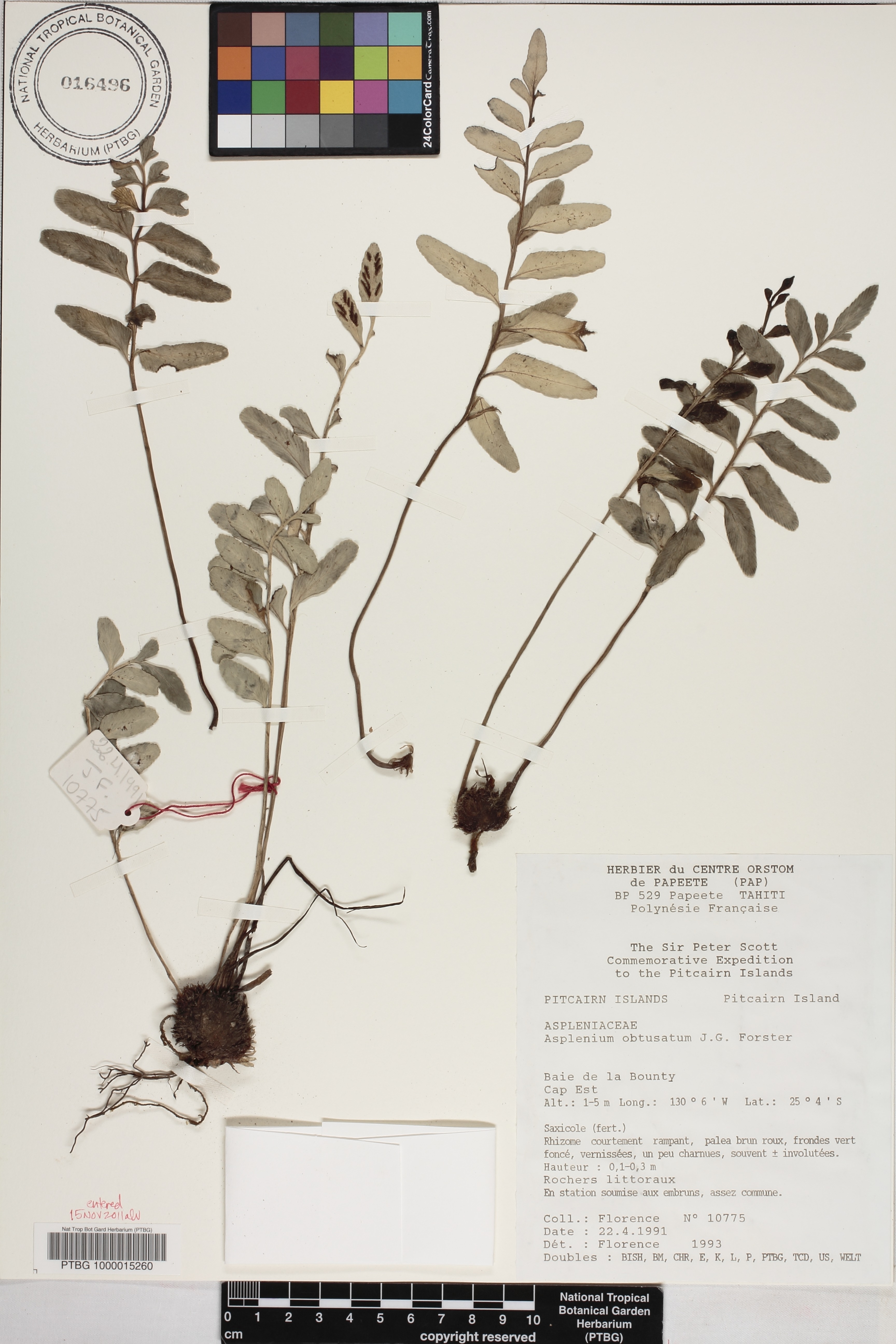 Asplenium obtusatum image