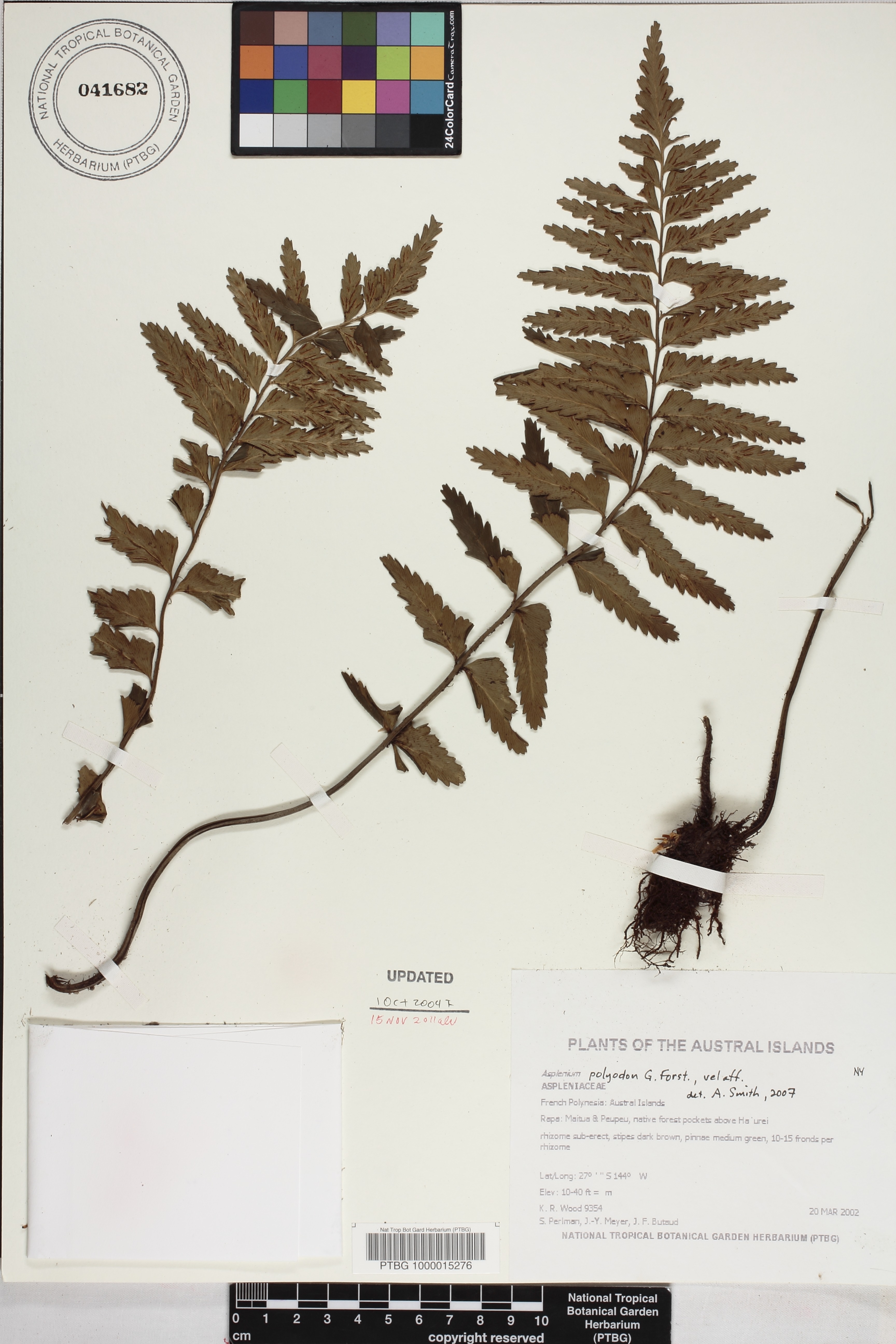 Asplenium indusiatum image
