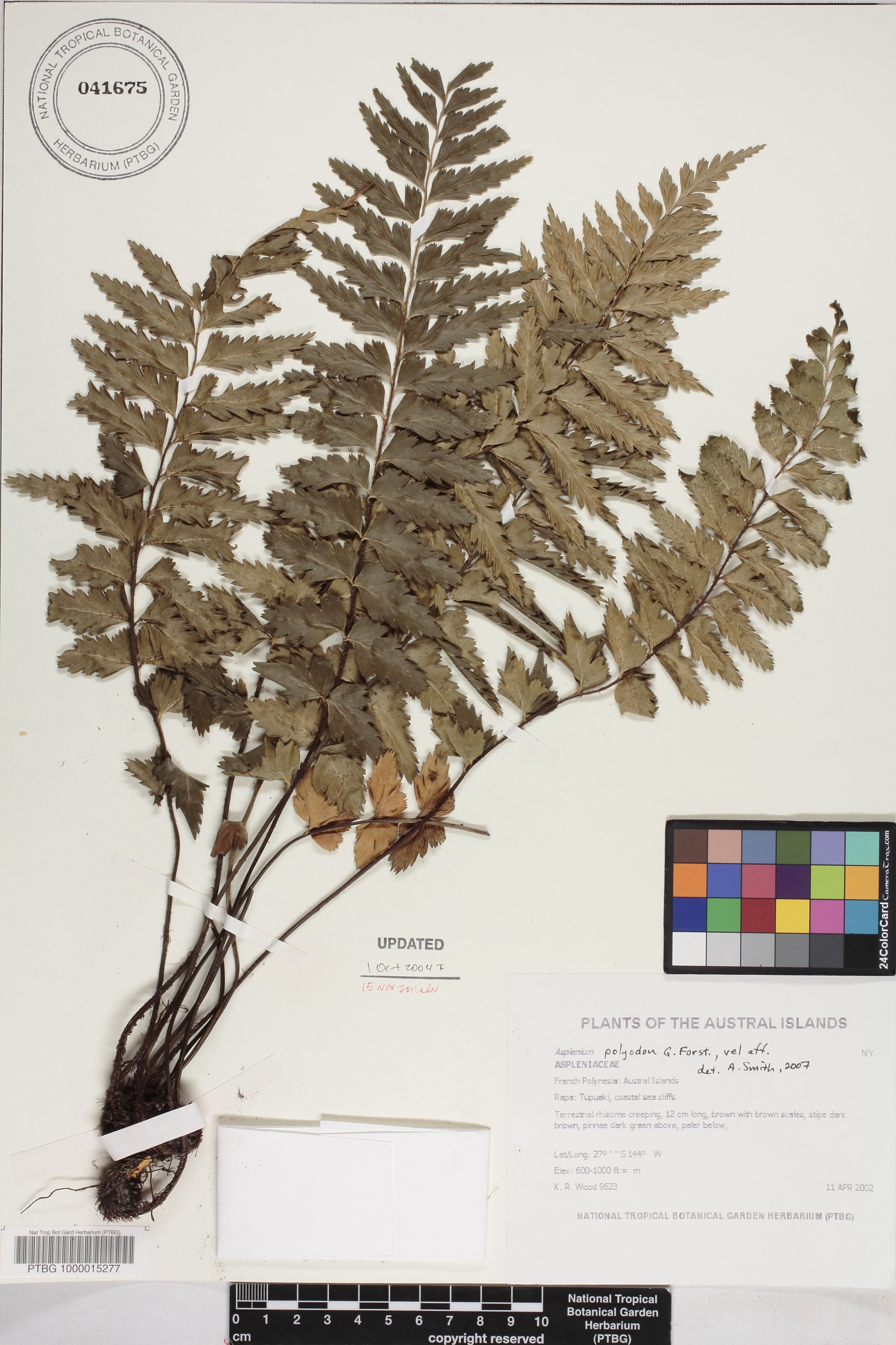 Asplenium indusiatum image