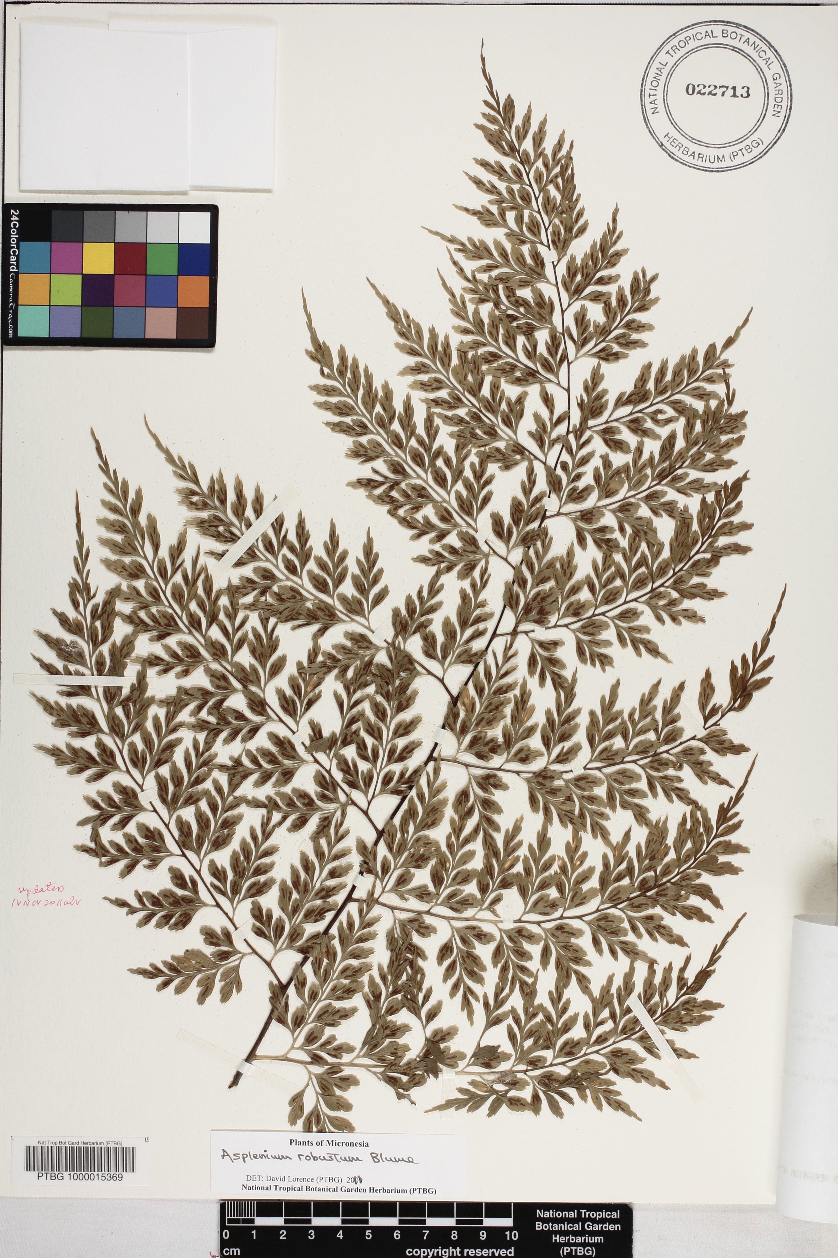 Asplenium laserpitiifolium image