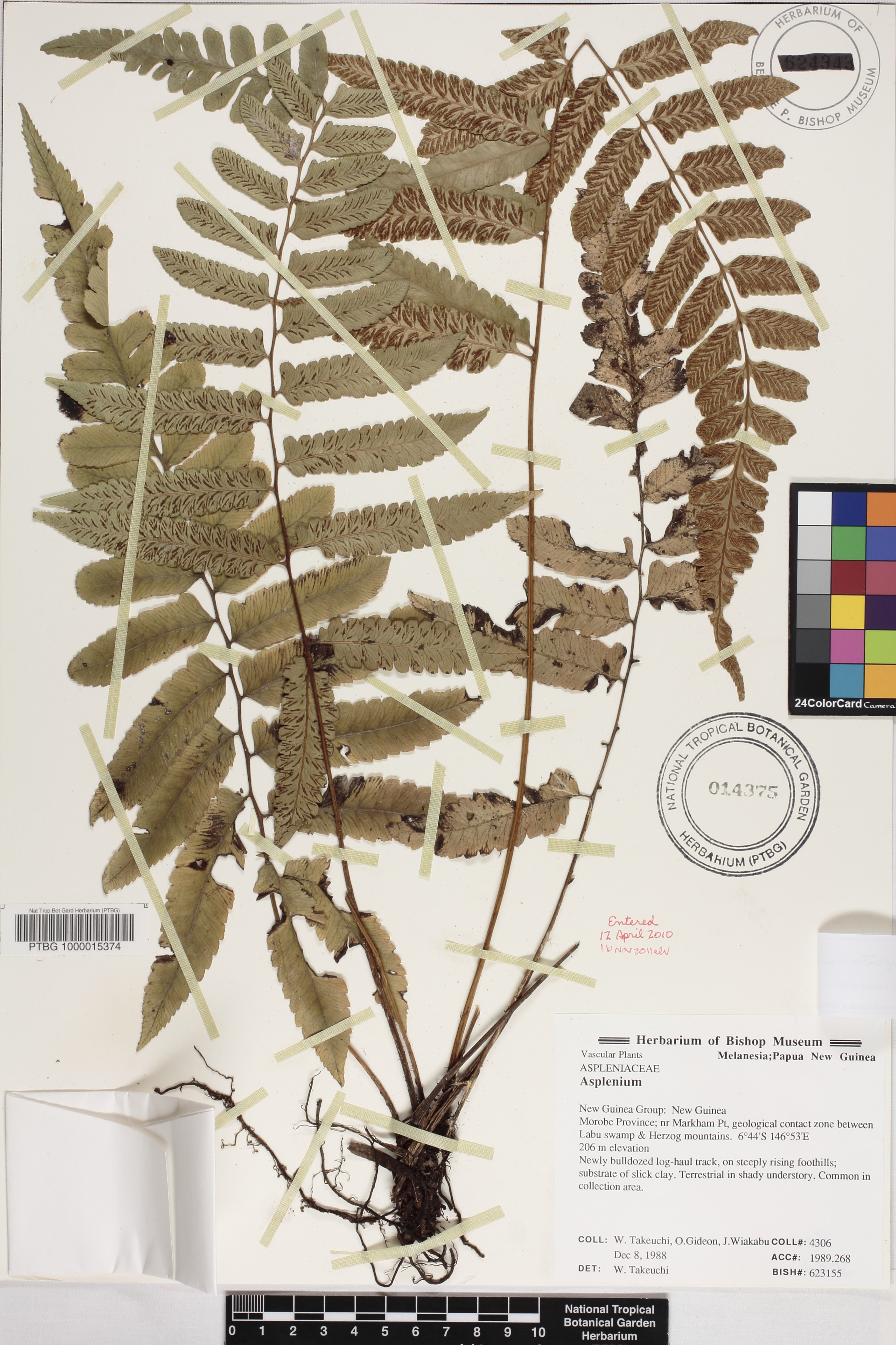 Diplazium sylvaticum image