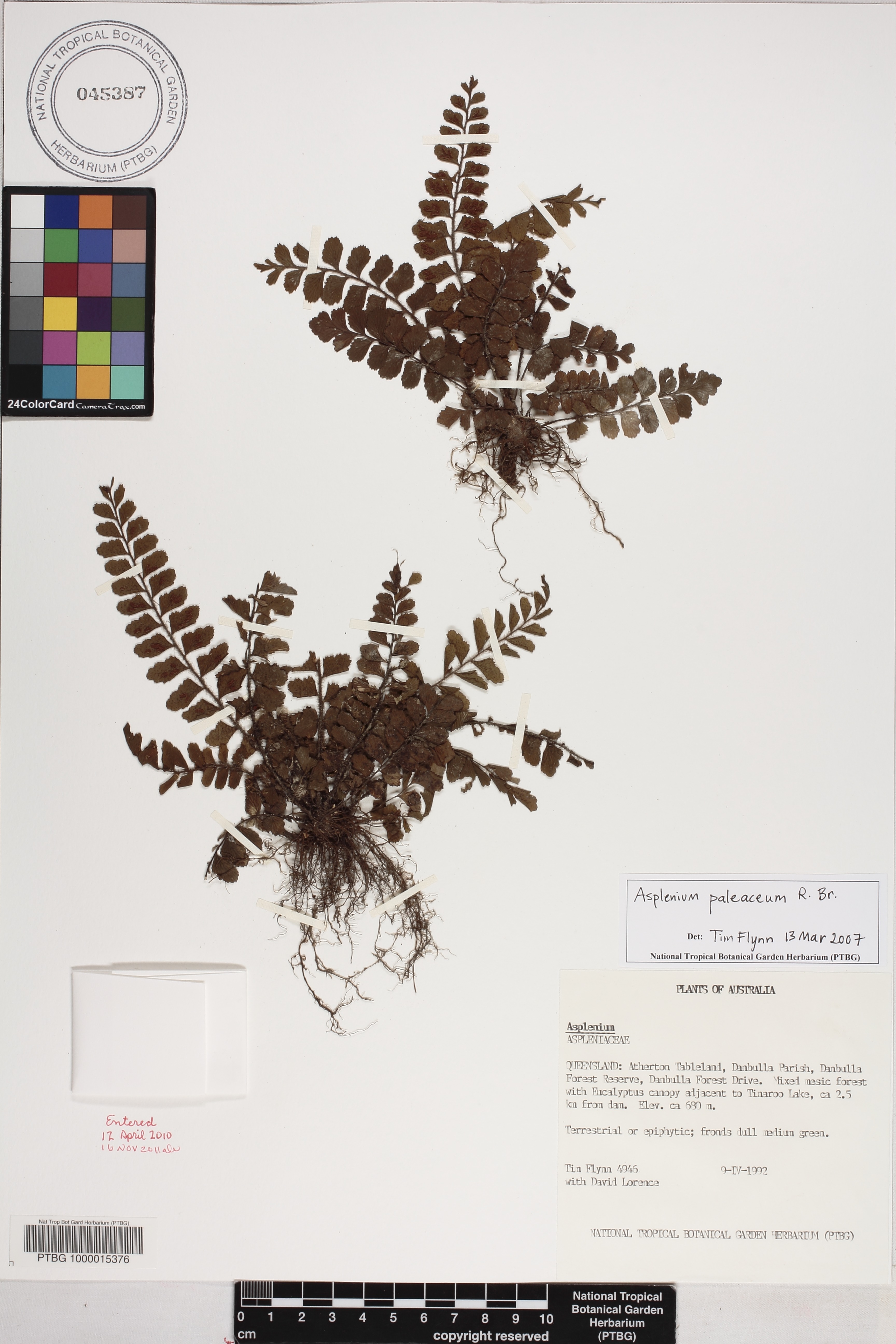 Asplenium paleaceum image