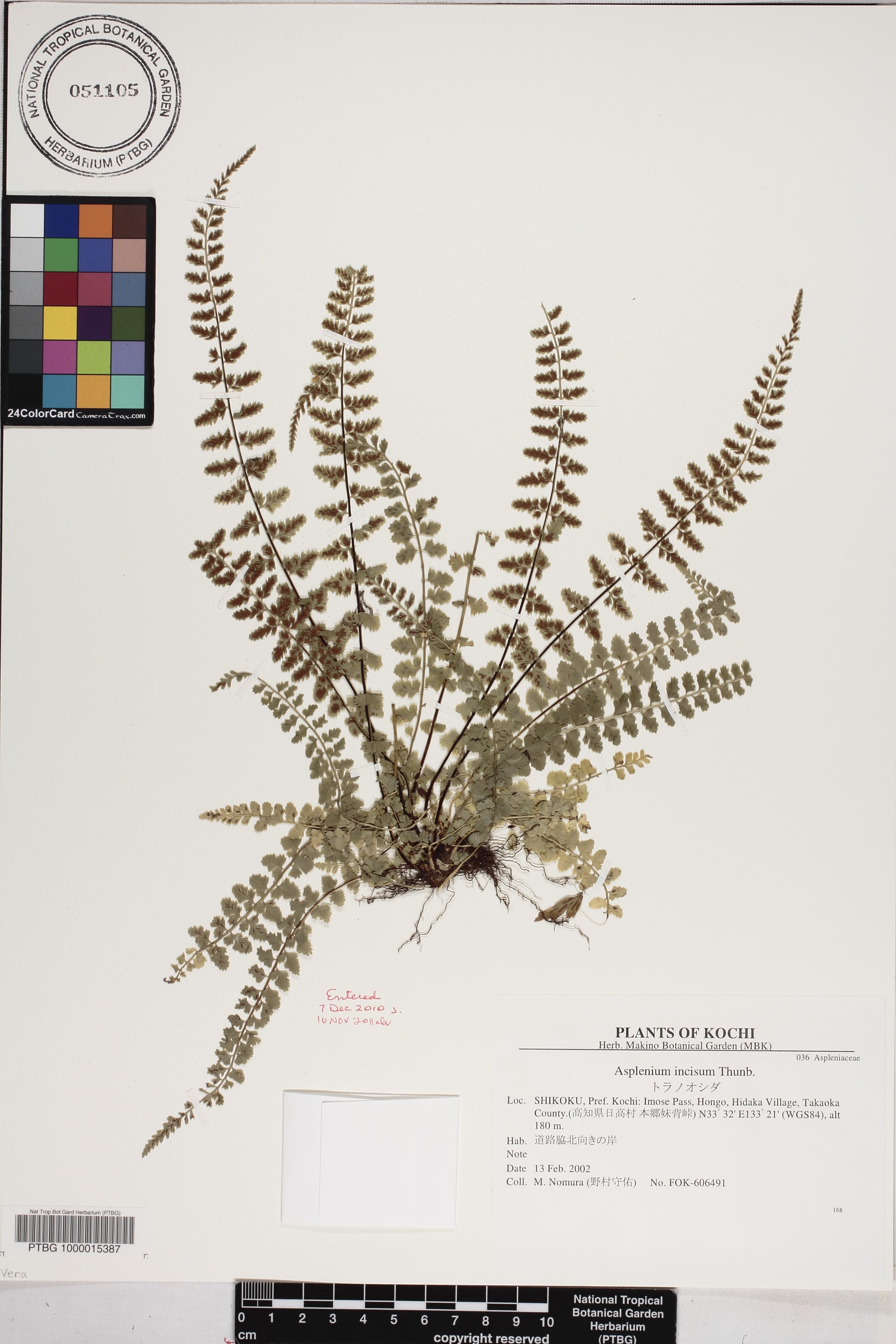 Asplenium incisum image