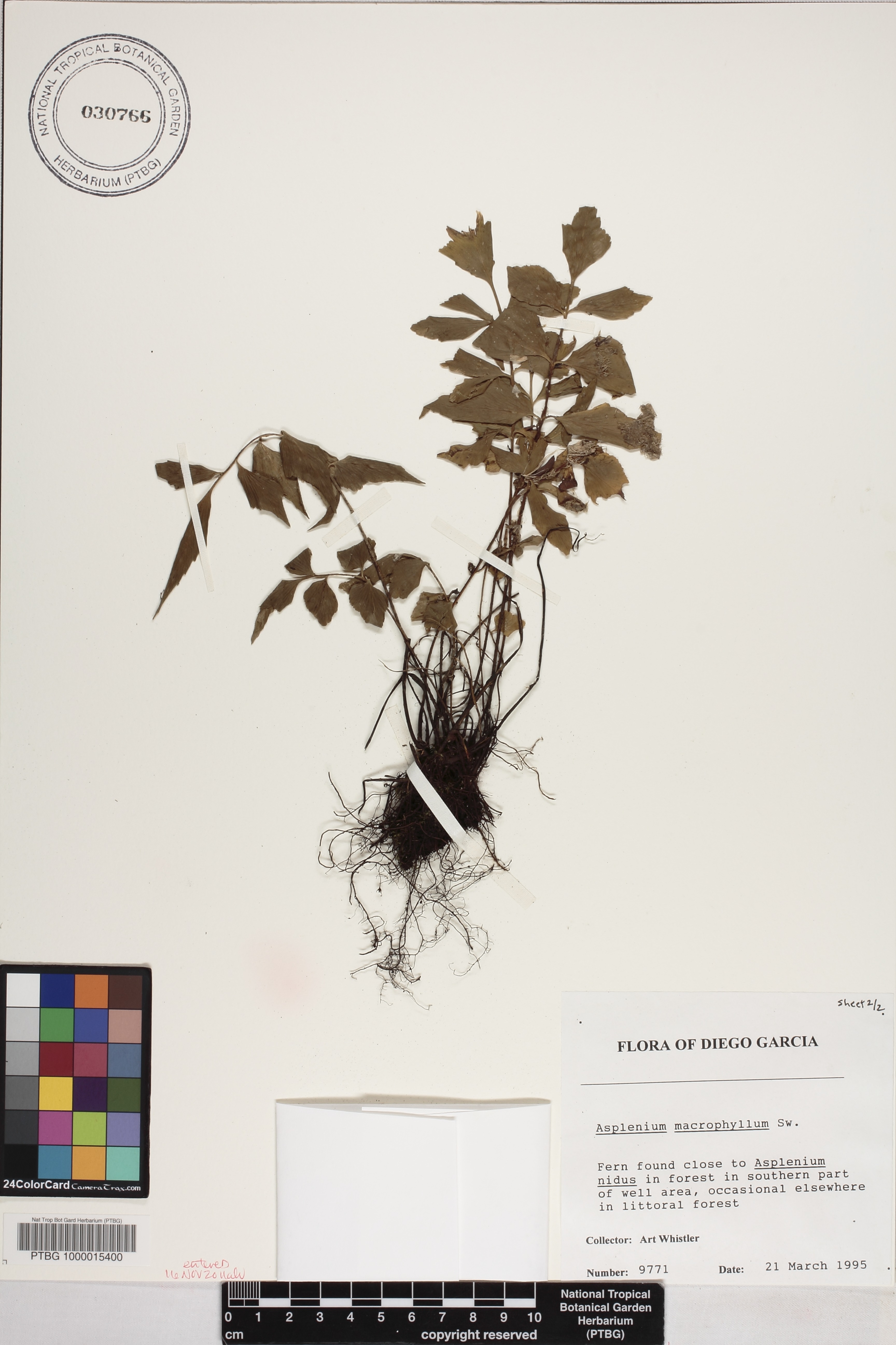 Asplenium macrophyllum image