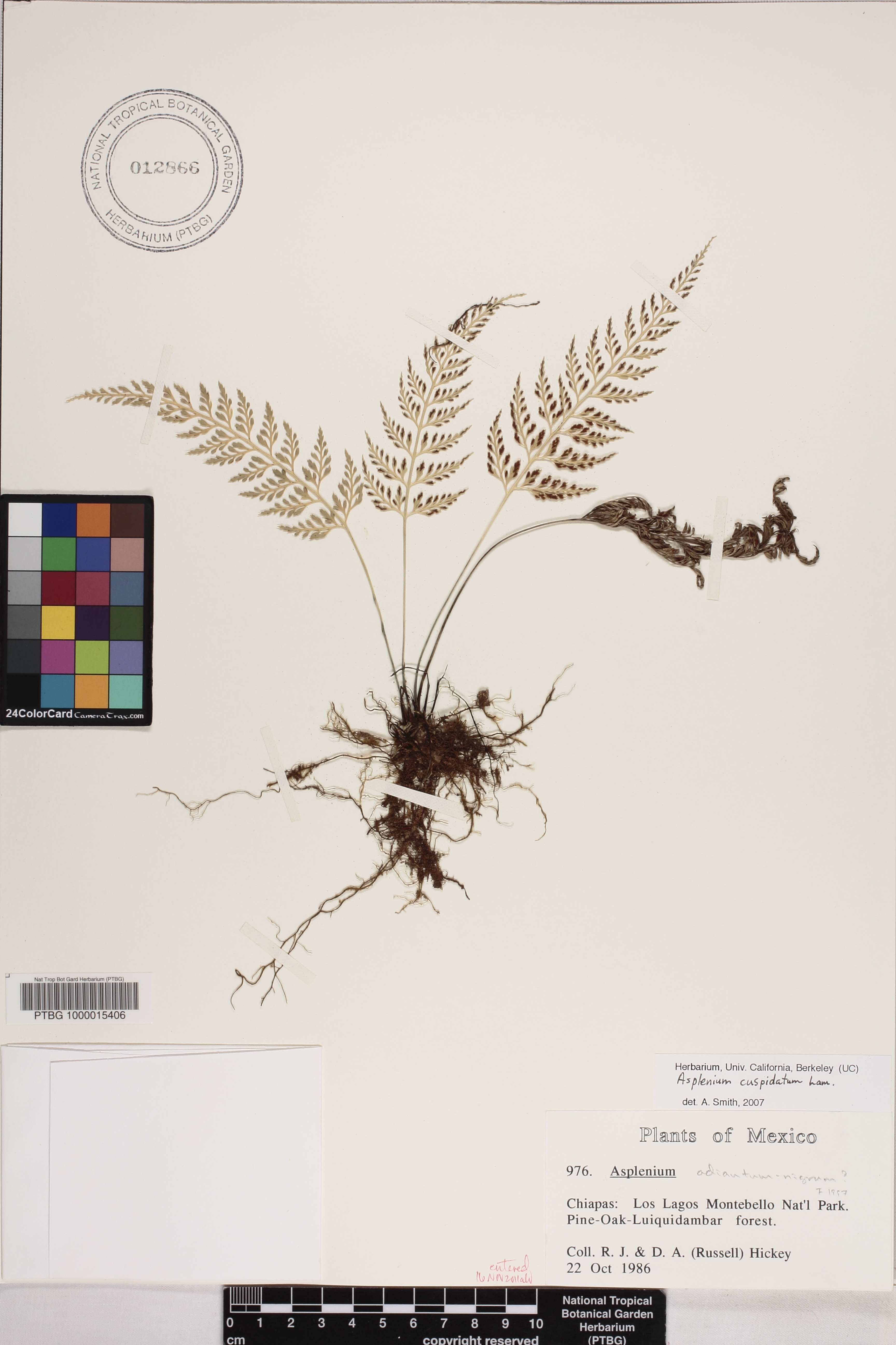 Asplenium cuspidatum image