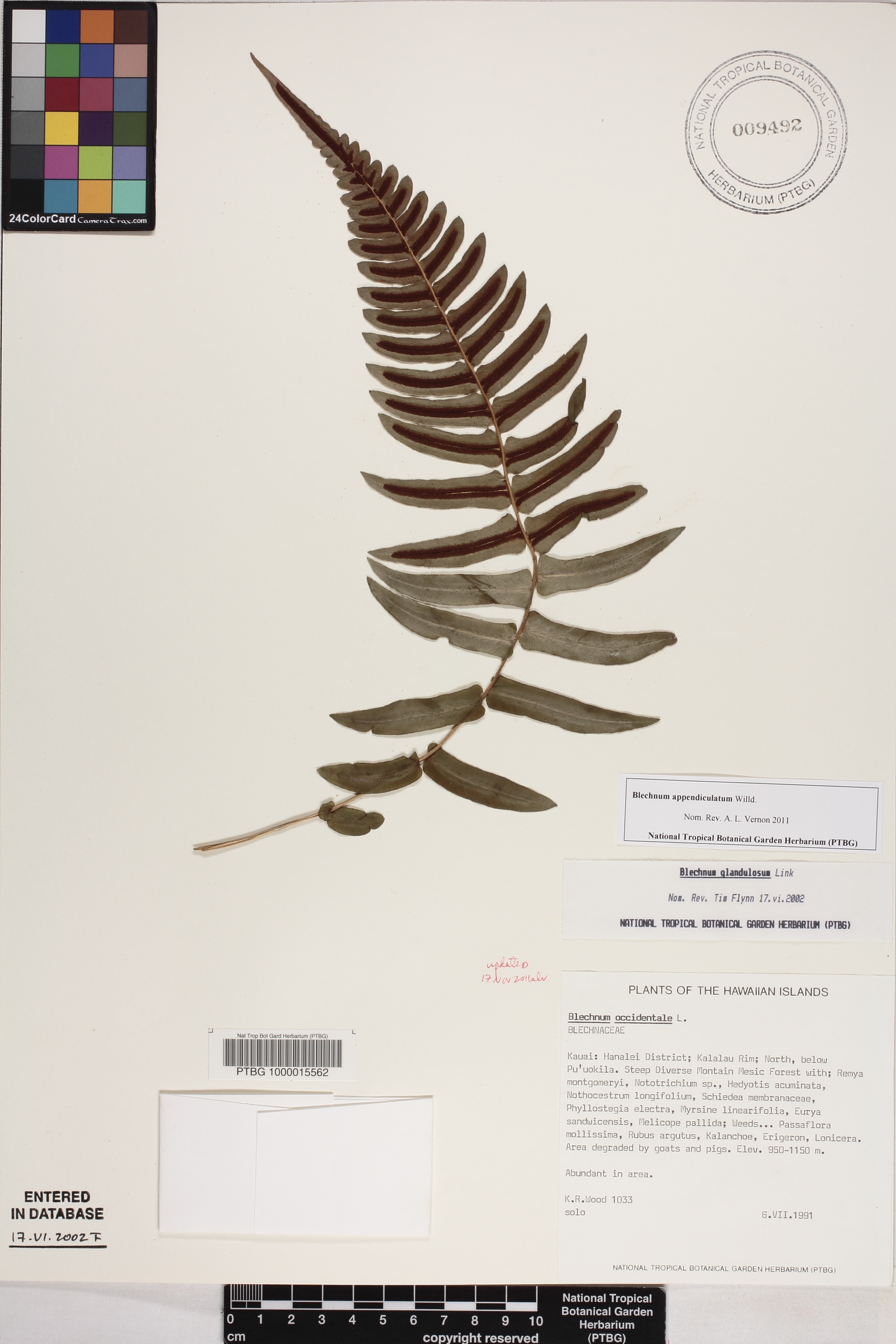 Blechnum appendiculatum image