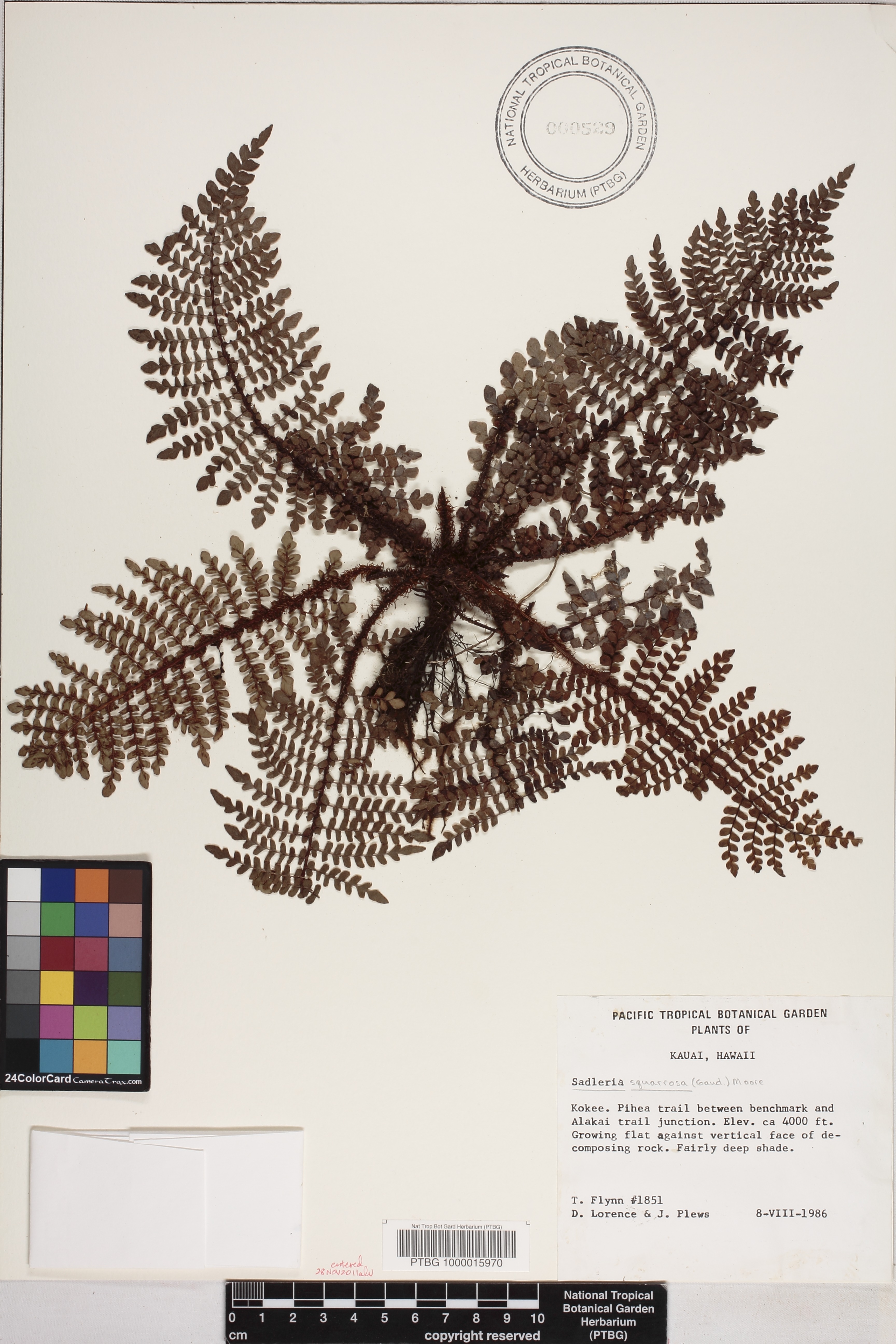Sadleria squarrosa image