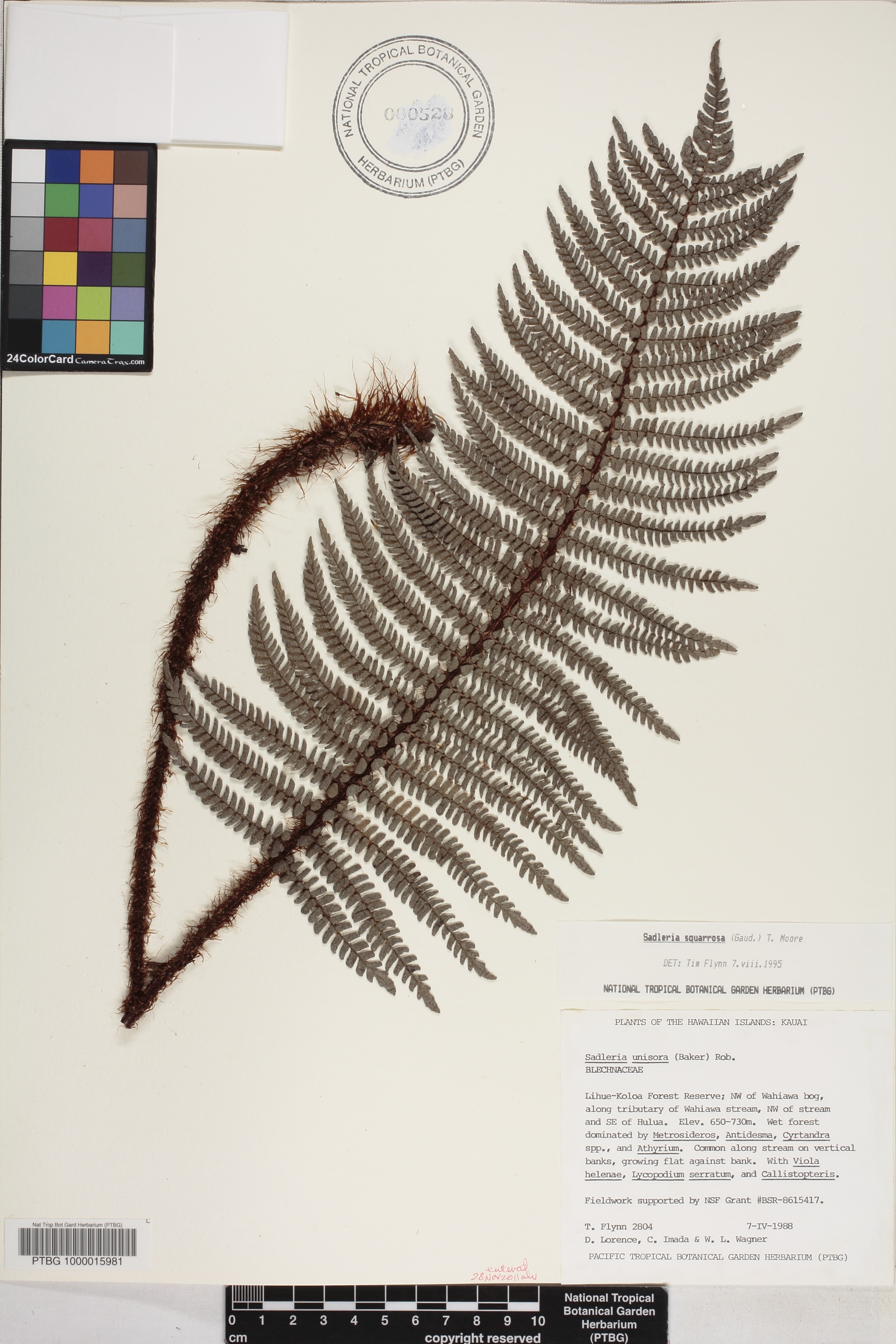Sadleria image