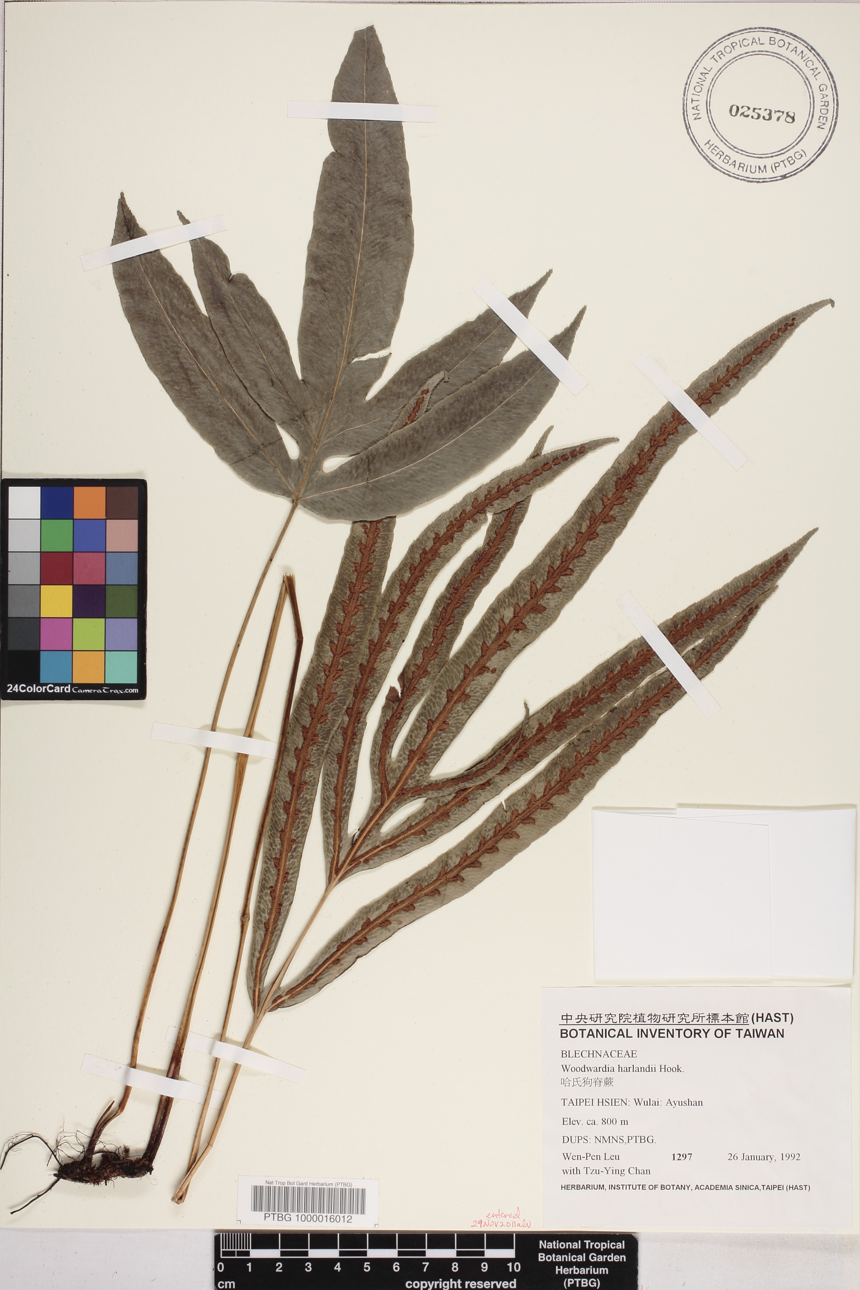 Woodwardia harlandii image