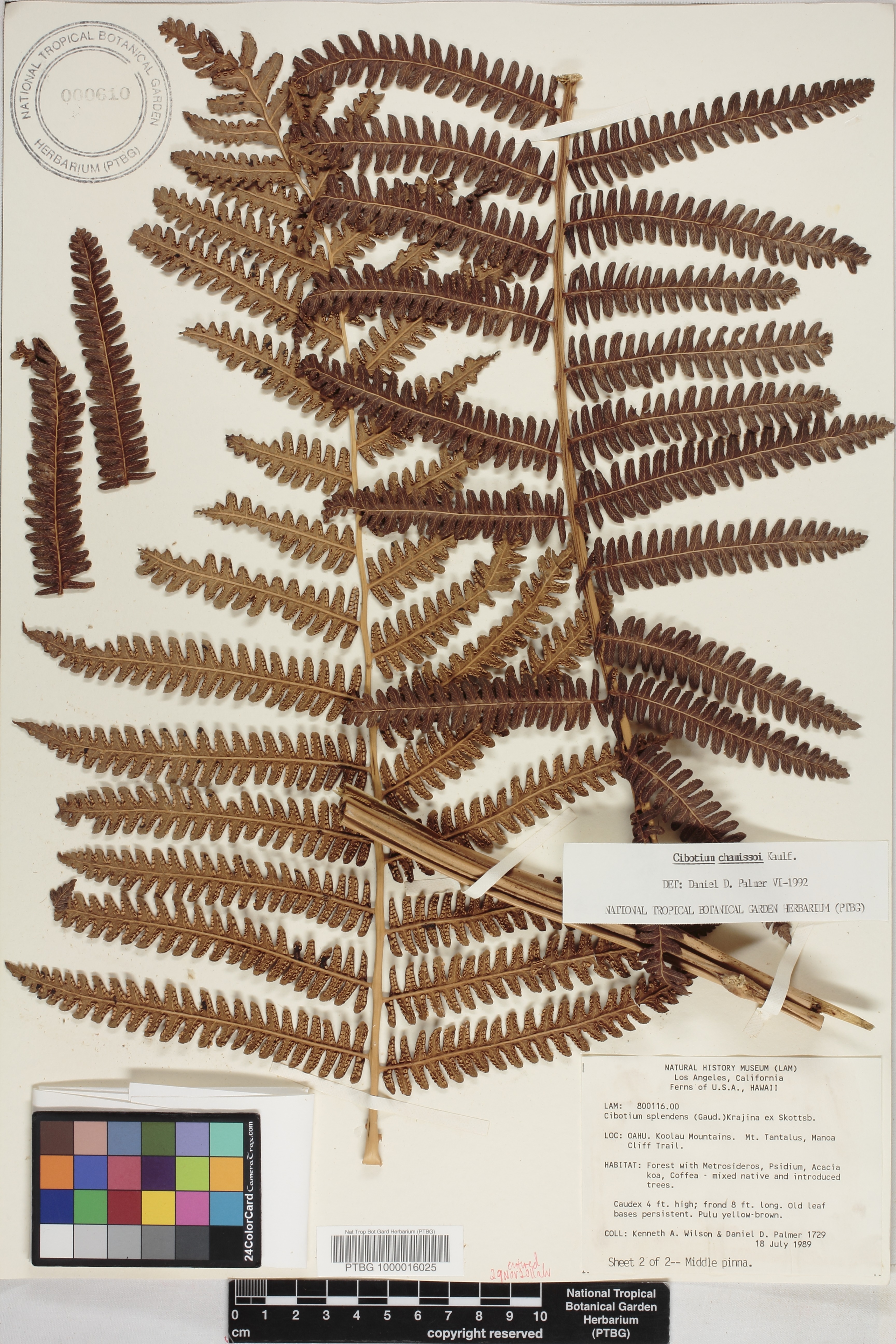 Cibotium chamissoi image