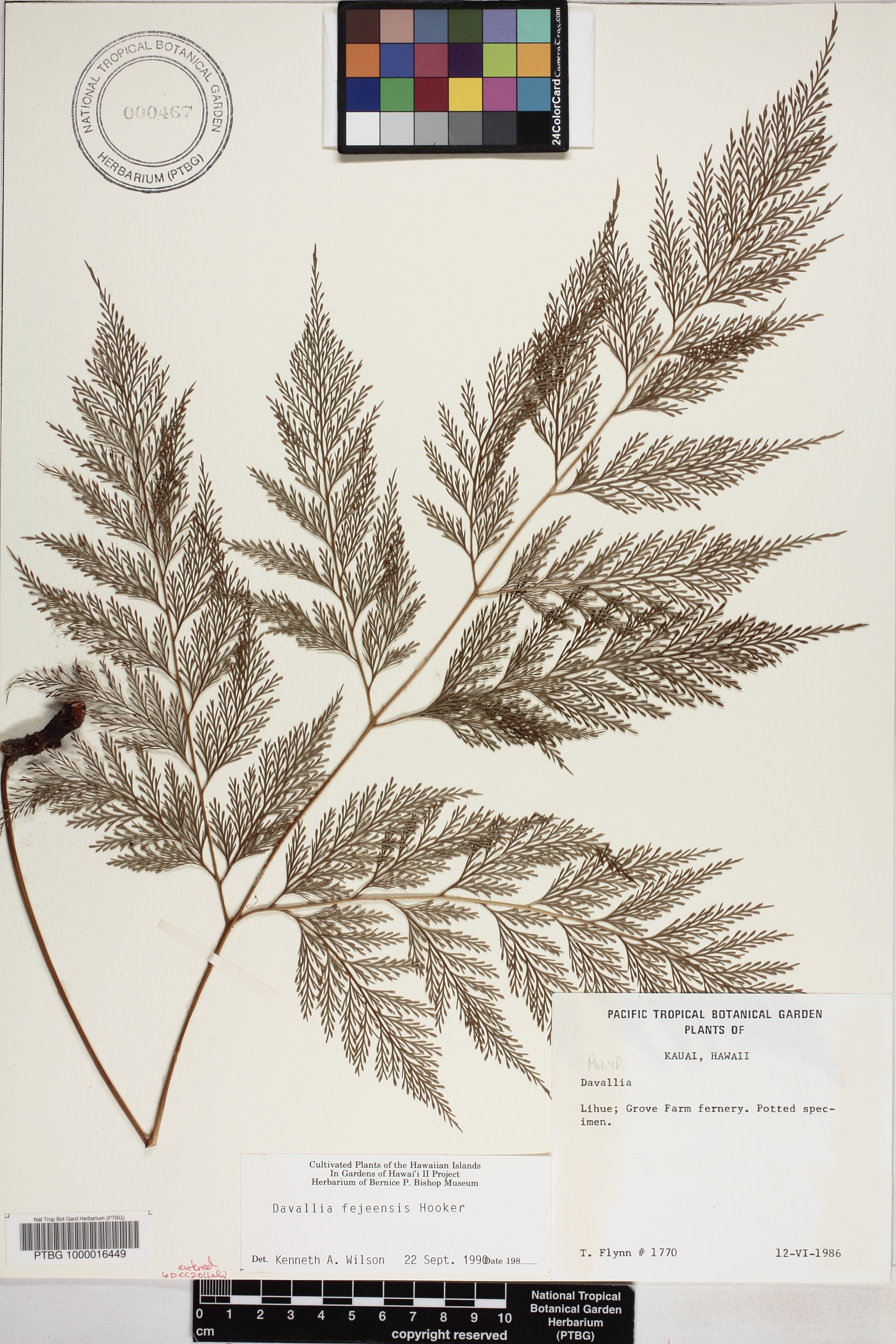 Davallia fejeensis image