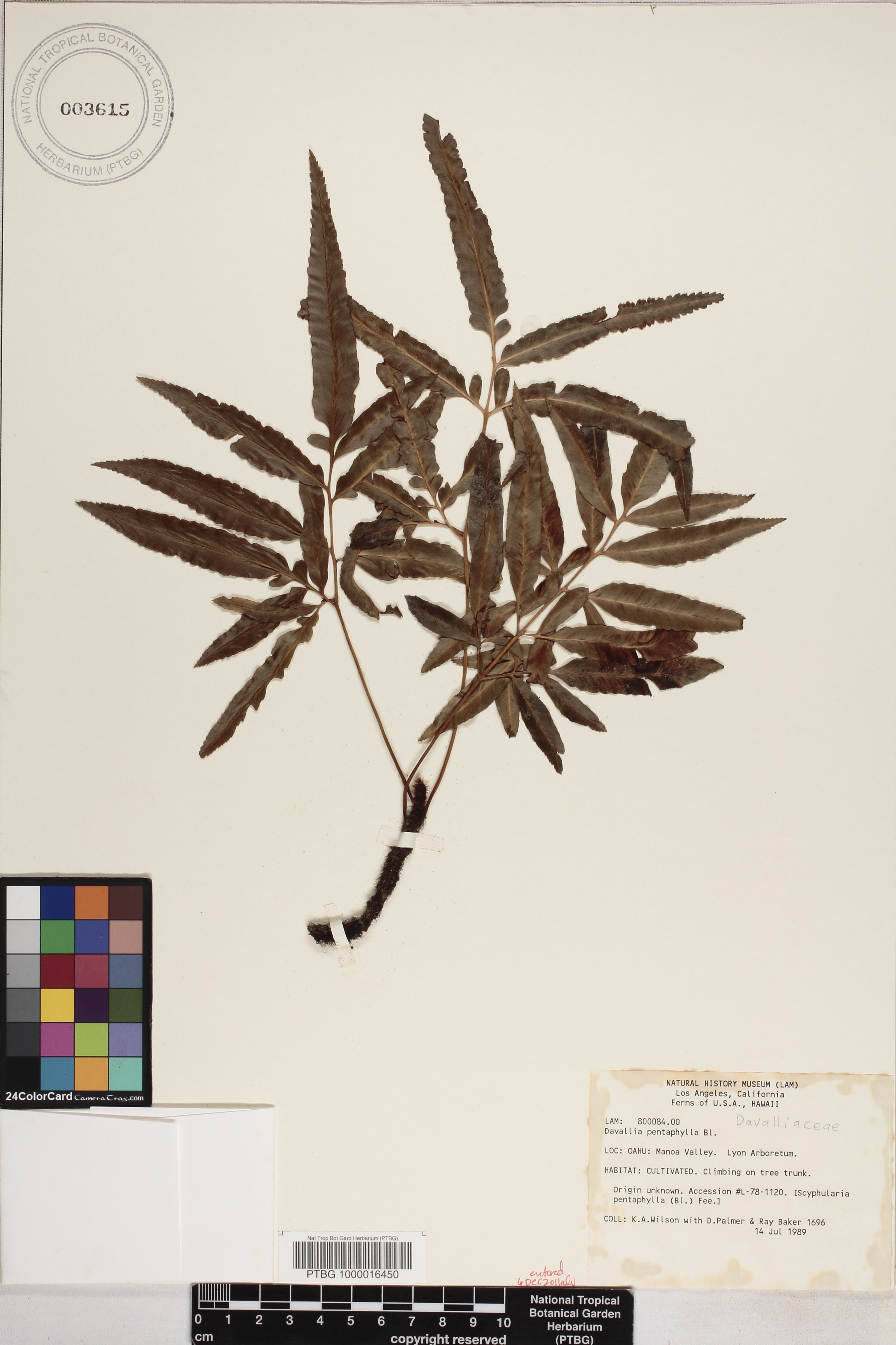 Davallia pentaphylla image