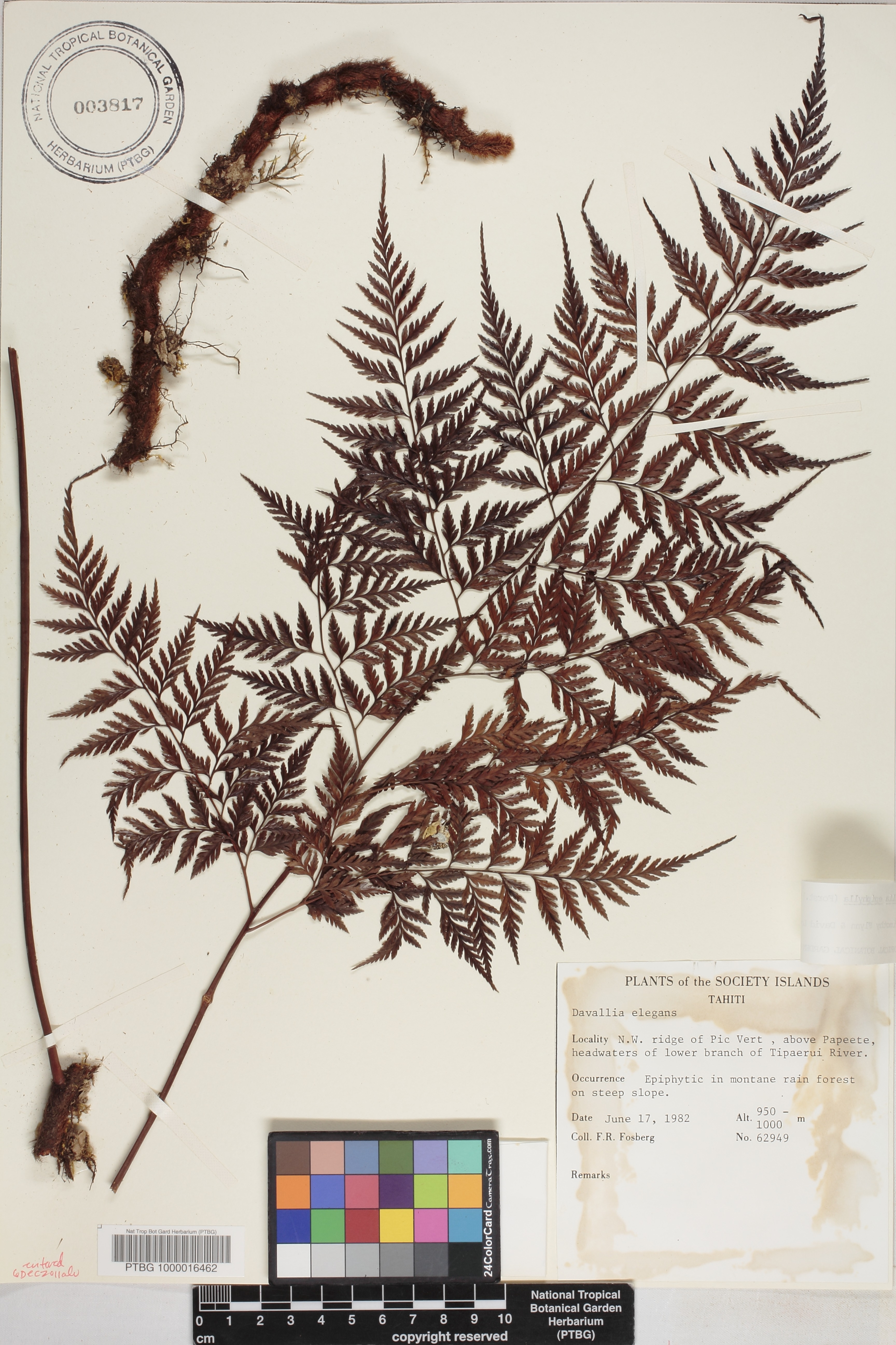 Davallia epiphylla image