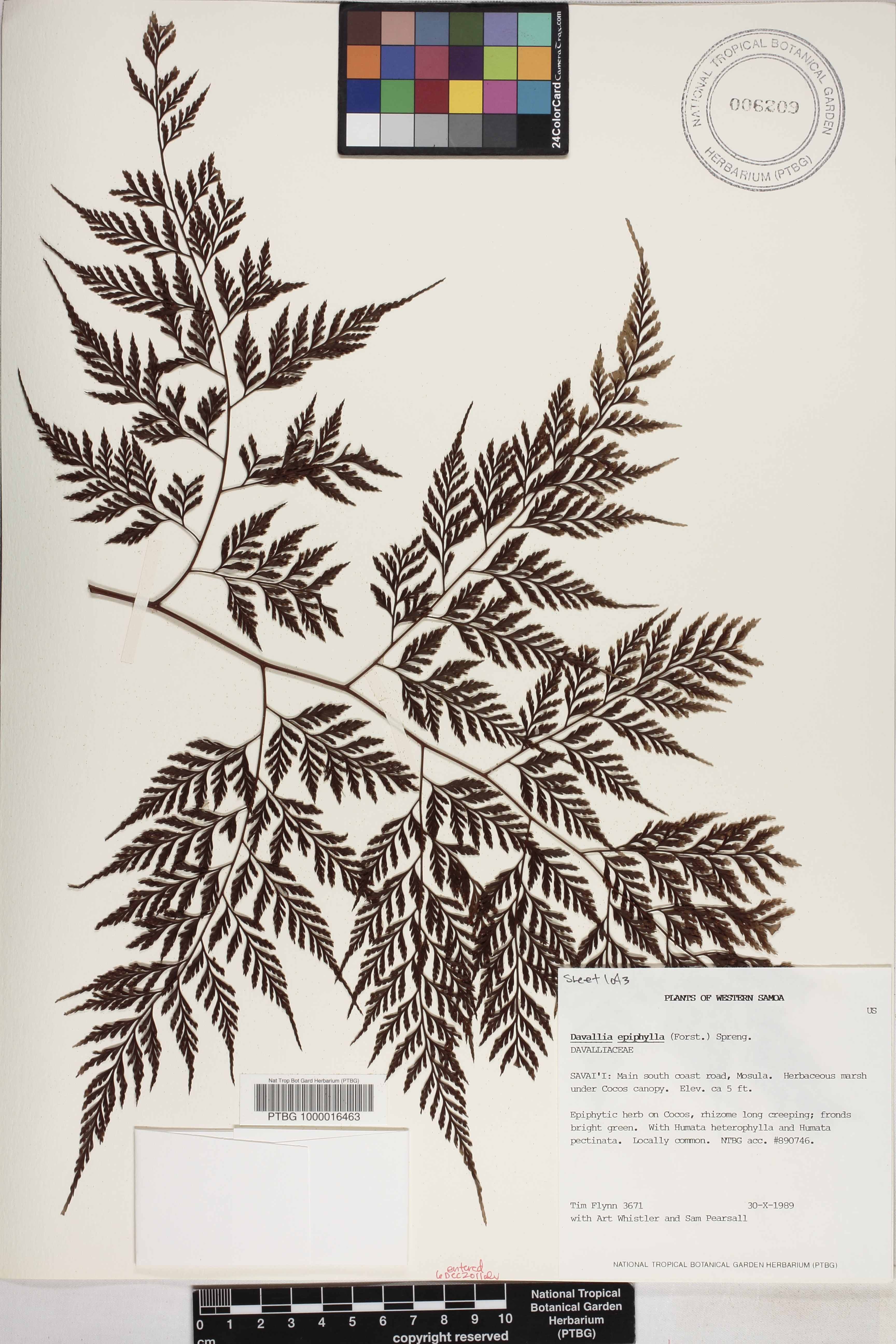 Davallia epiphylla image