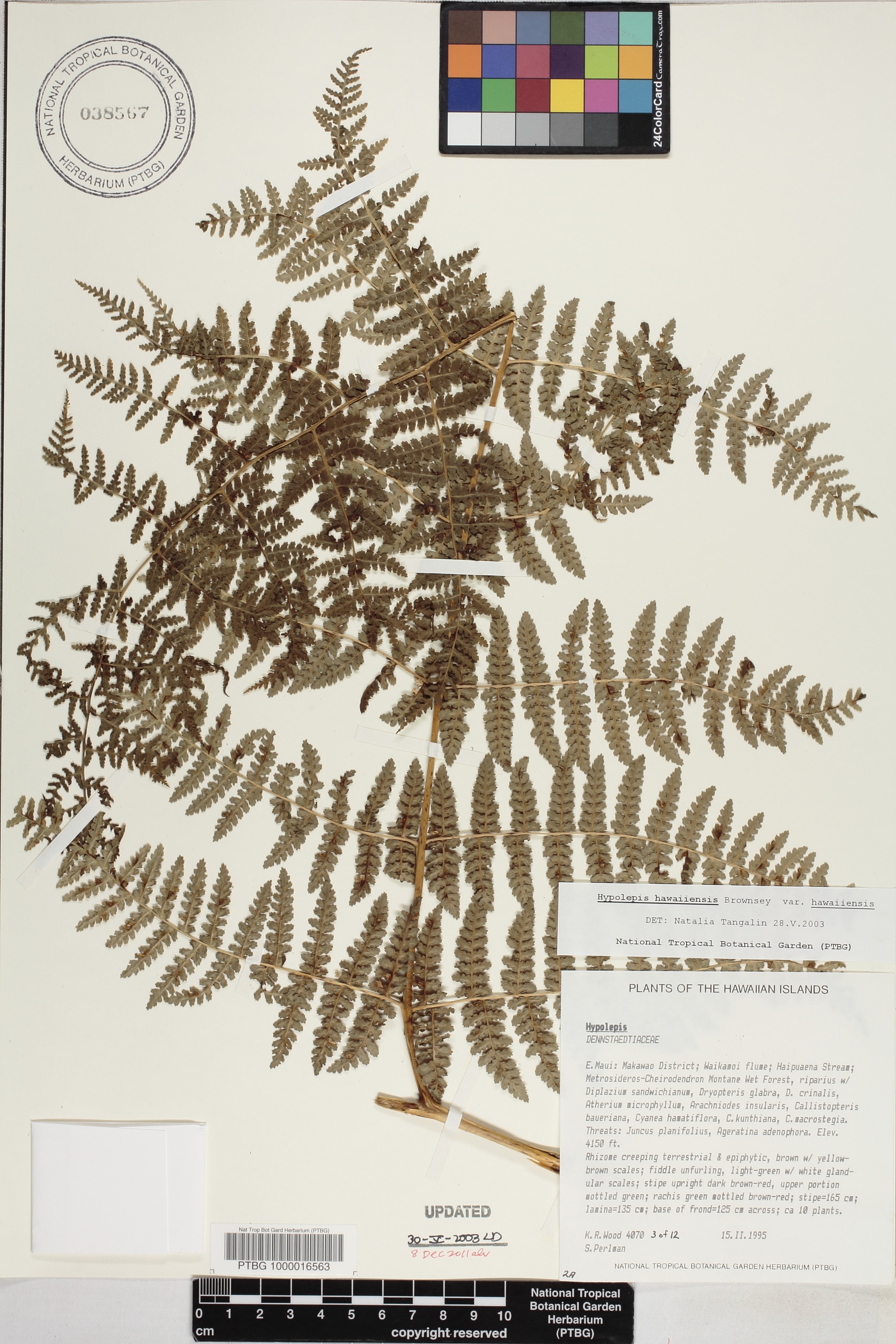 Hypolepis image