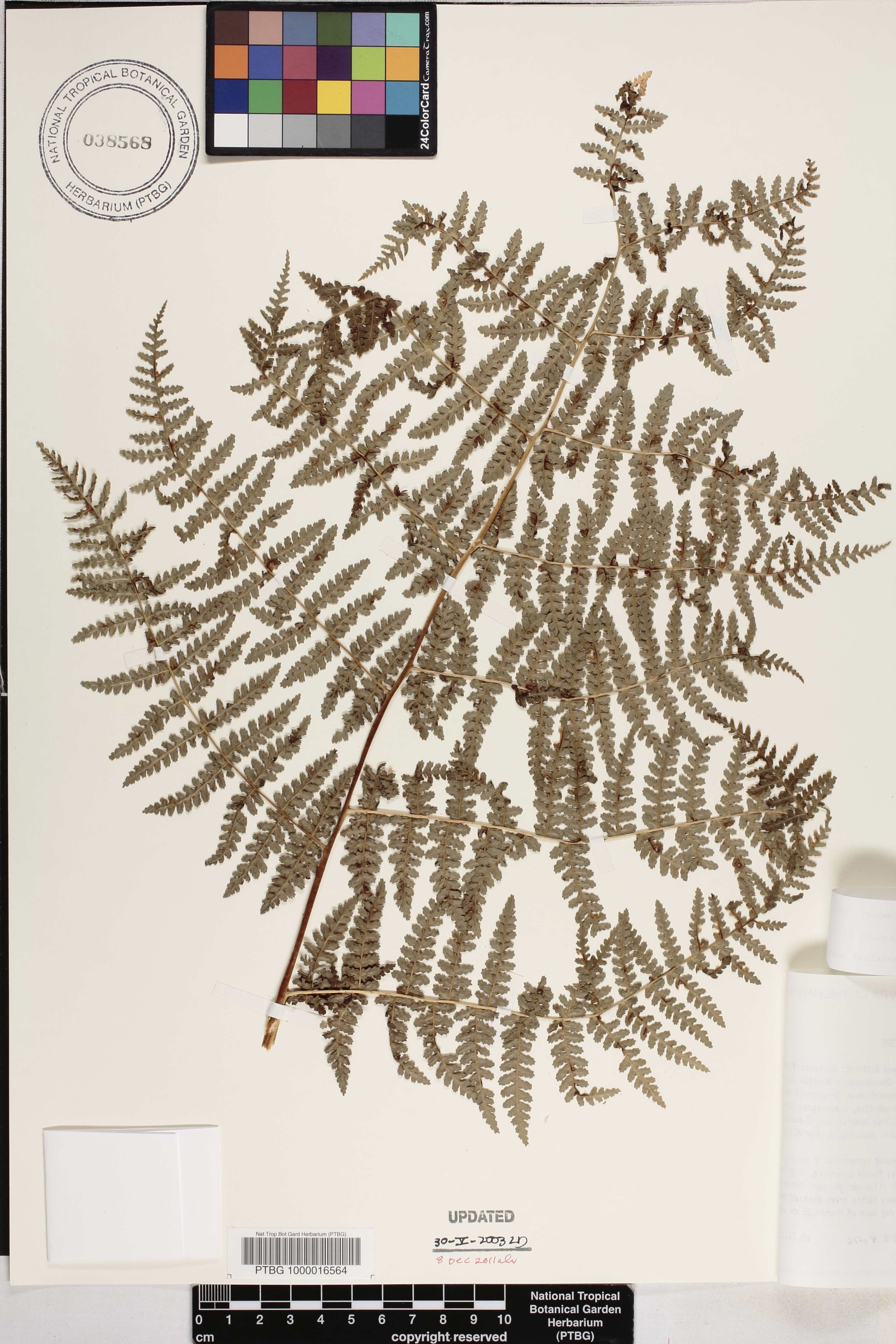 Hypolepis hawaiiensis var. hawaiiensis image