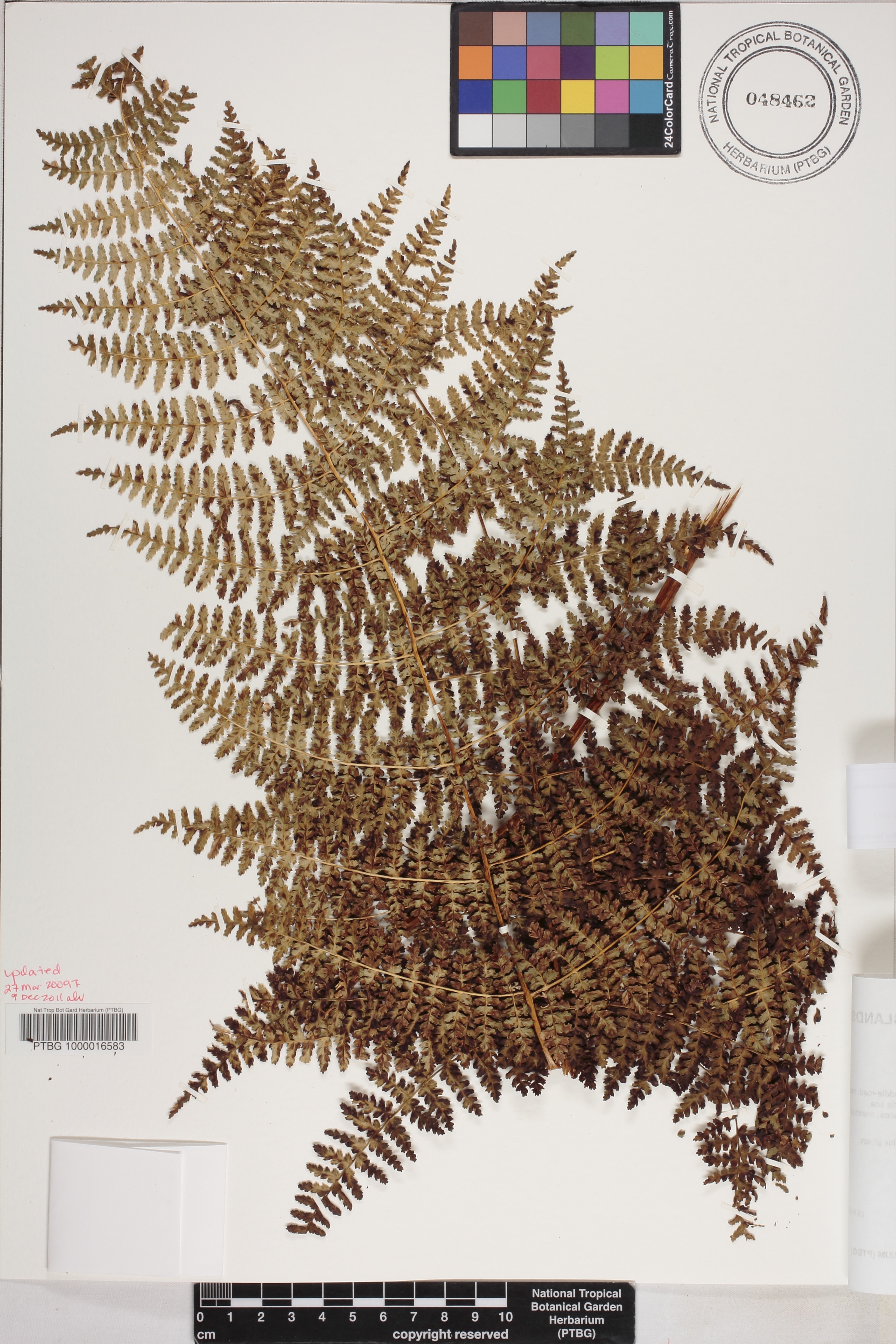 Hypolepis hawaiiensis var. hawaiiensis image