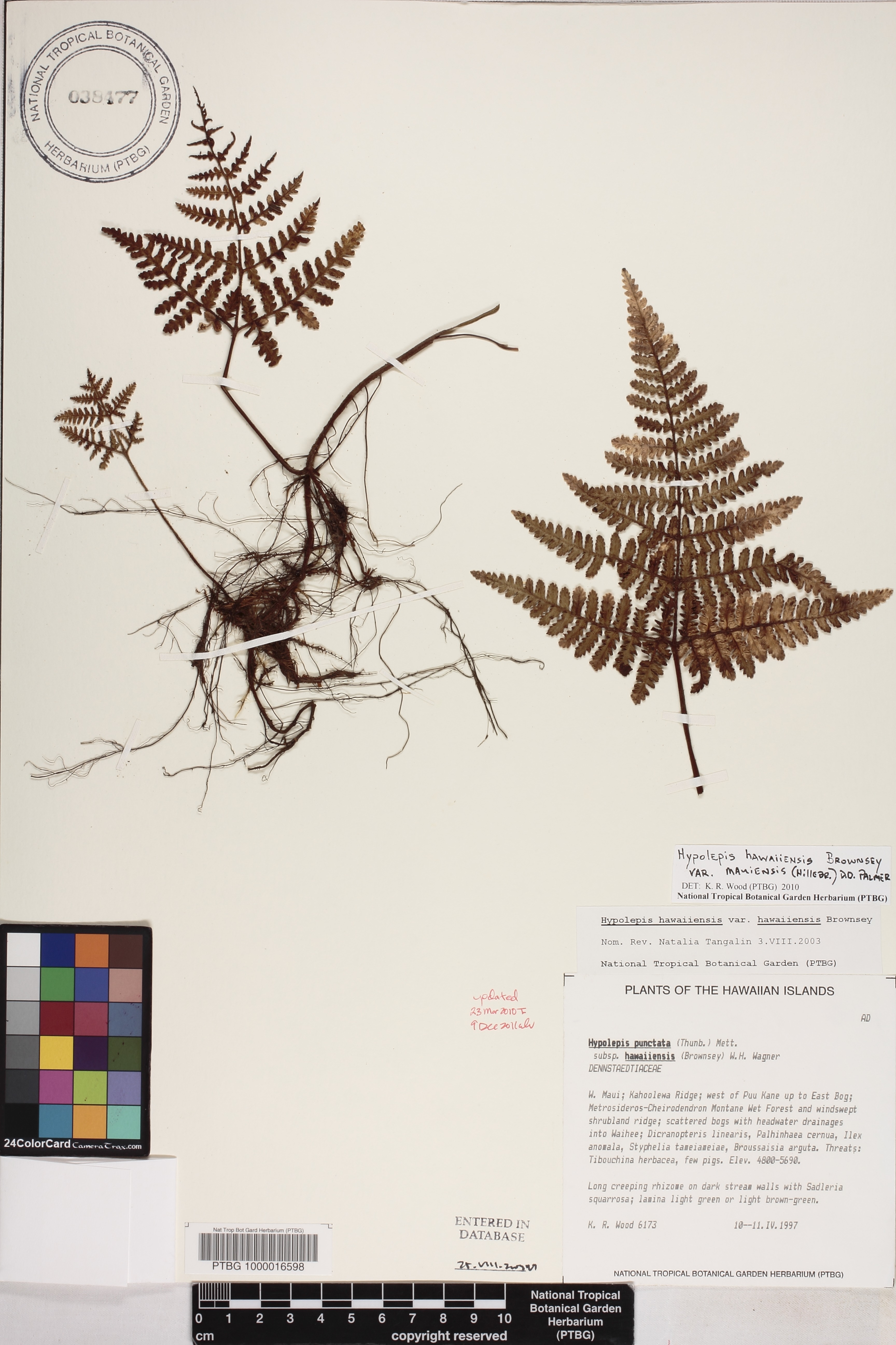 Hypolepis hawaiiensis var. mauiensis image
