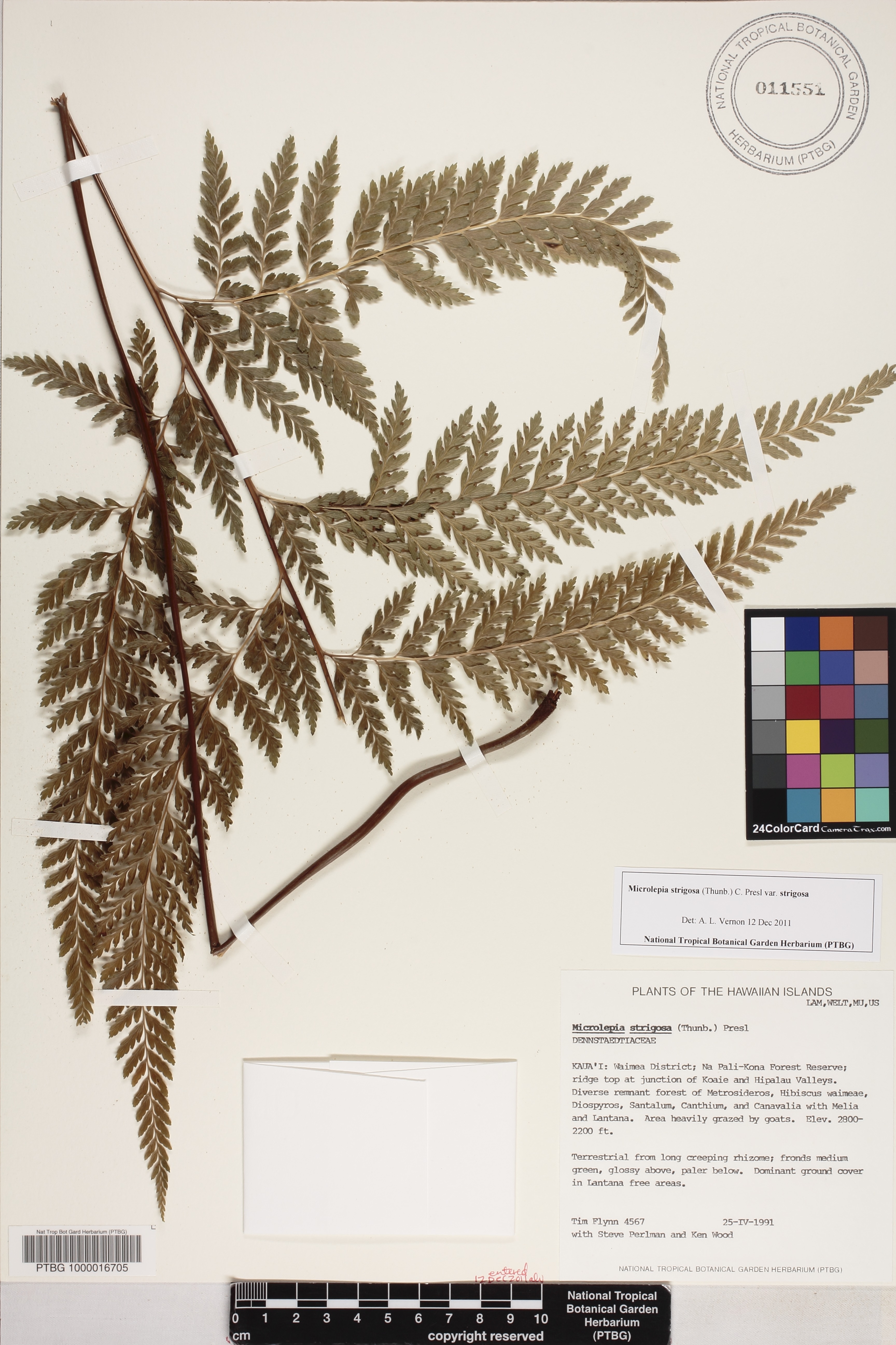 Microlepia strigosa var. strigosa image