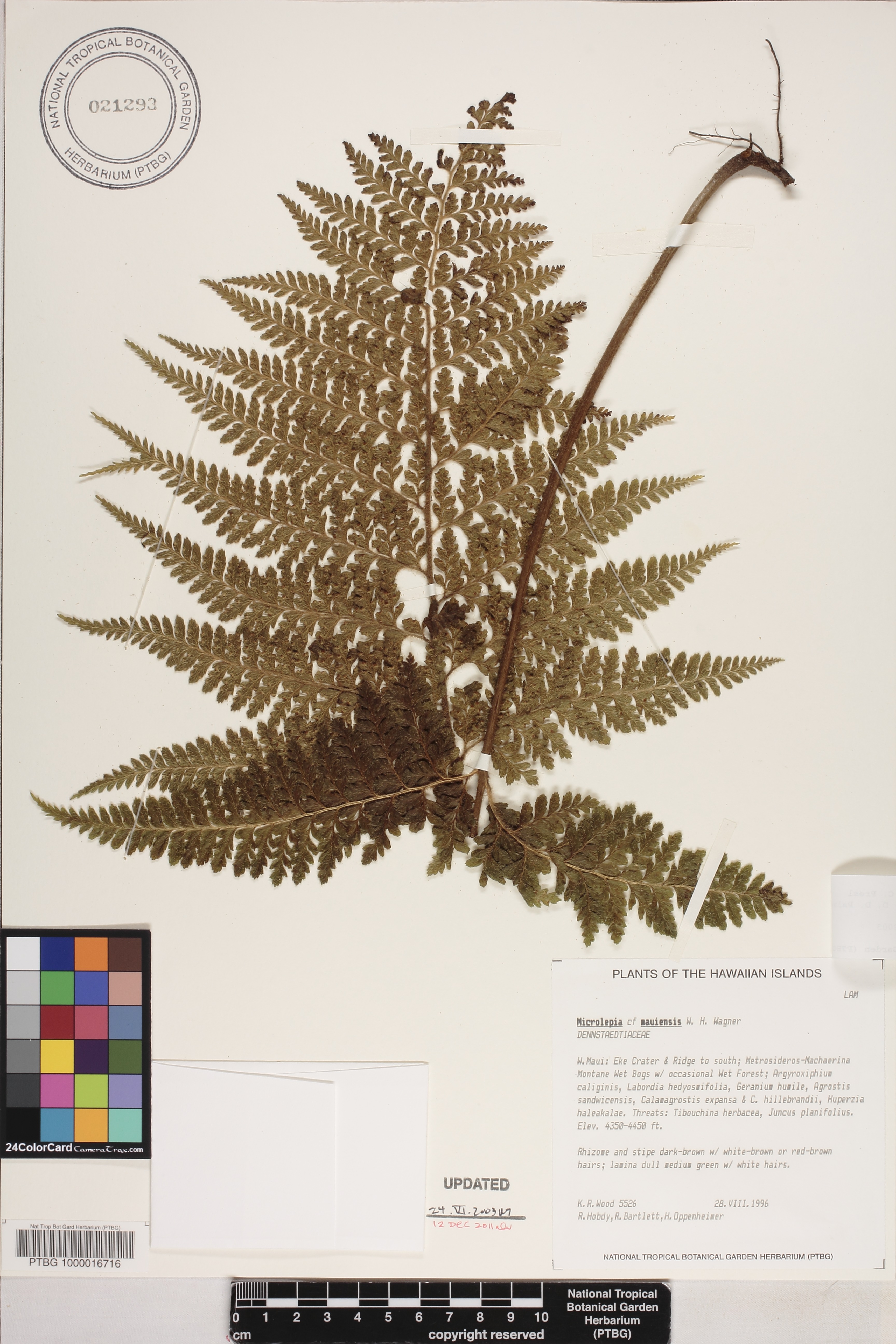Microlepia strigosa var. mauiensis image