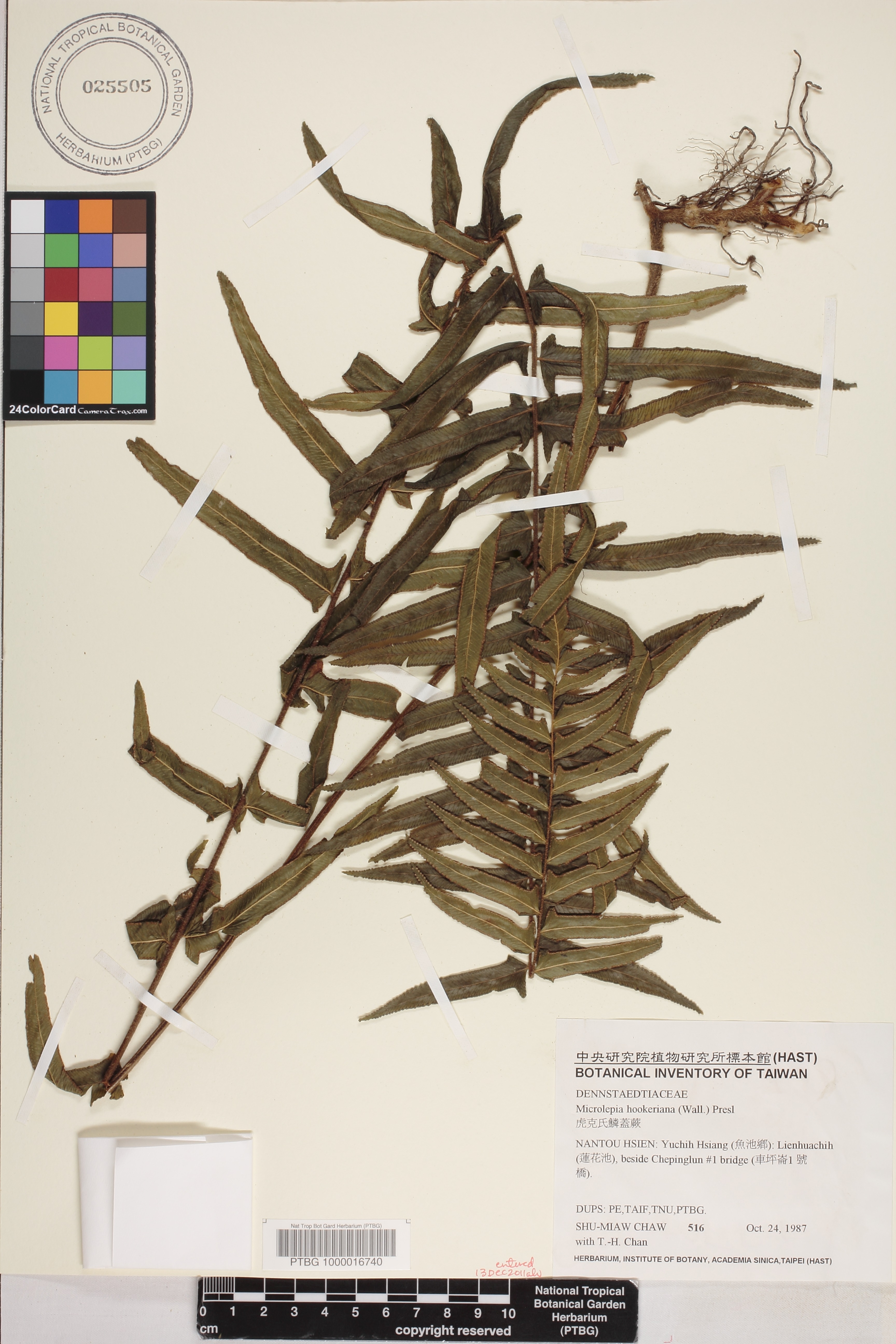 Microlepia hookeriana image