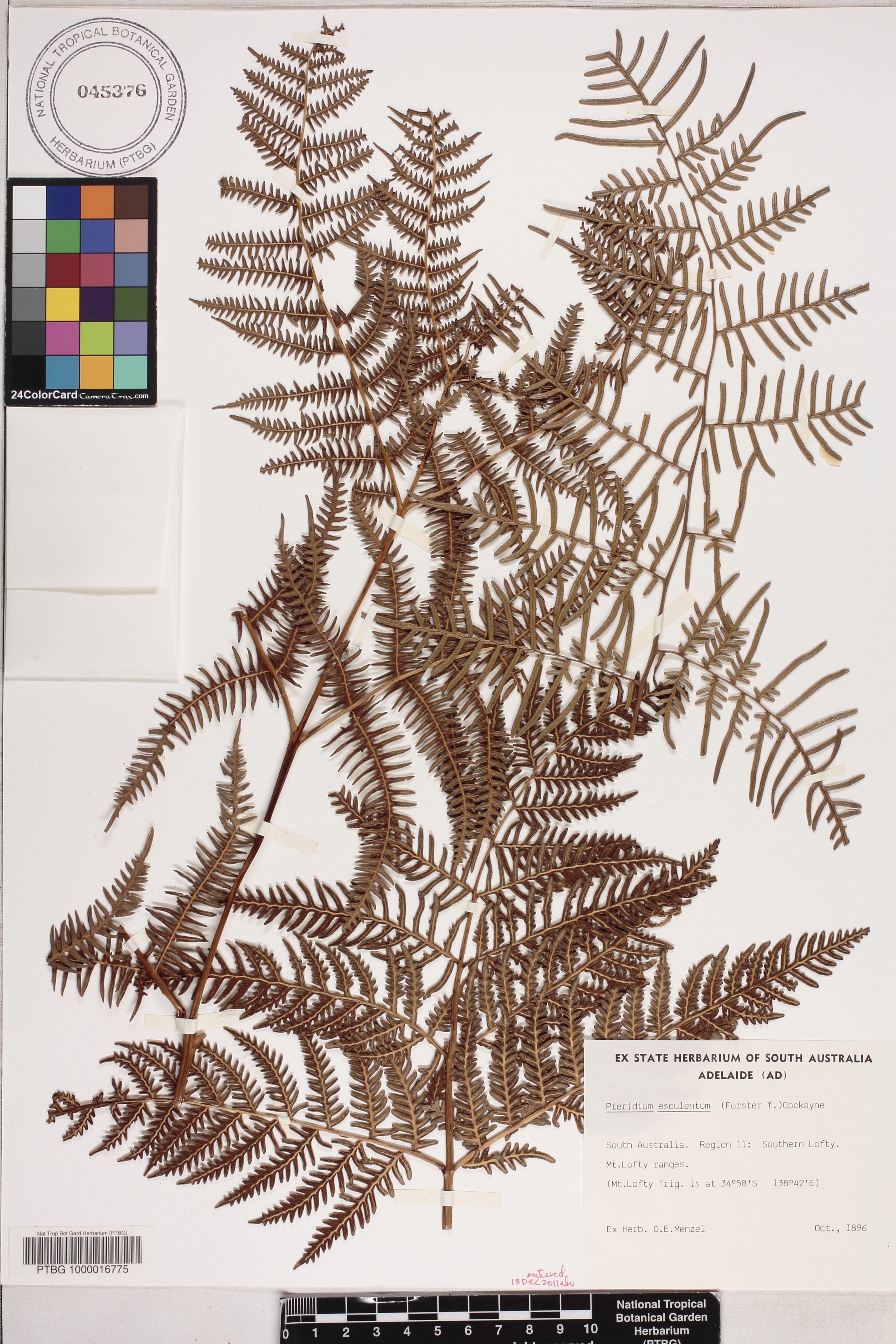 Pteridium esculentum image