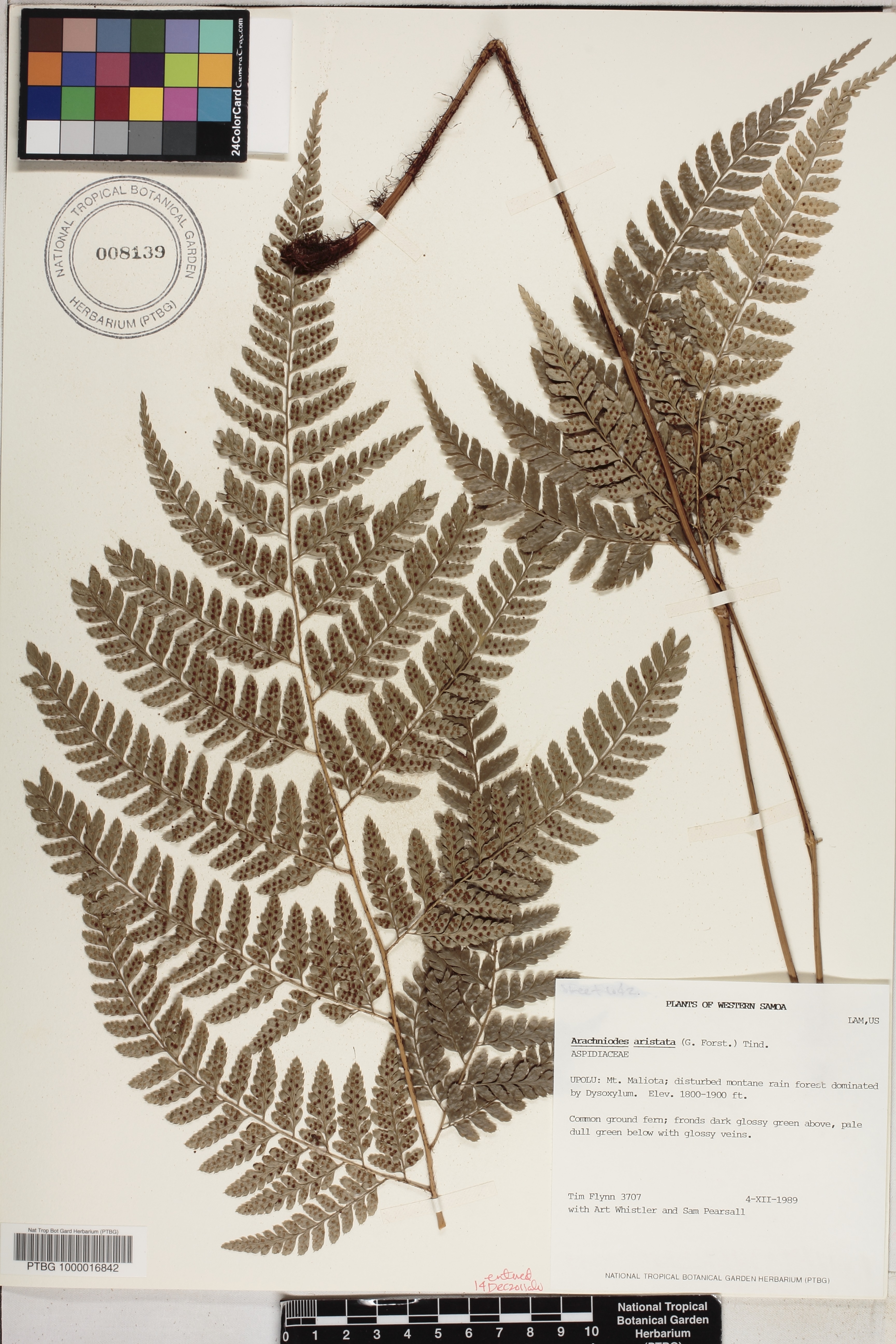 Arachniodes image