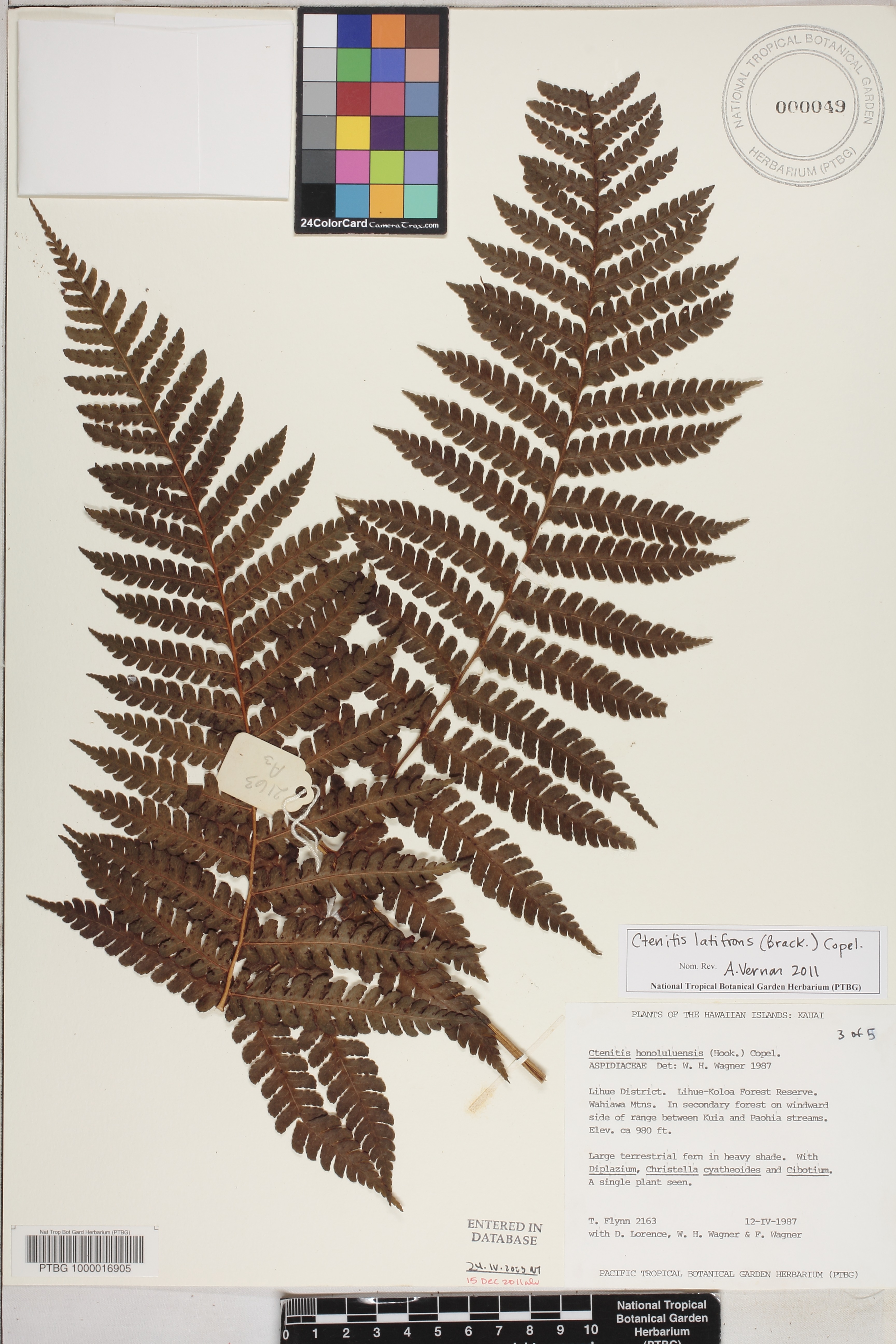 Ctenitis latifrons image