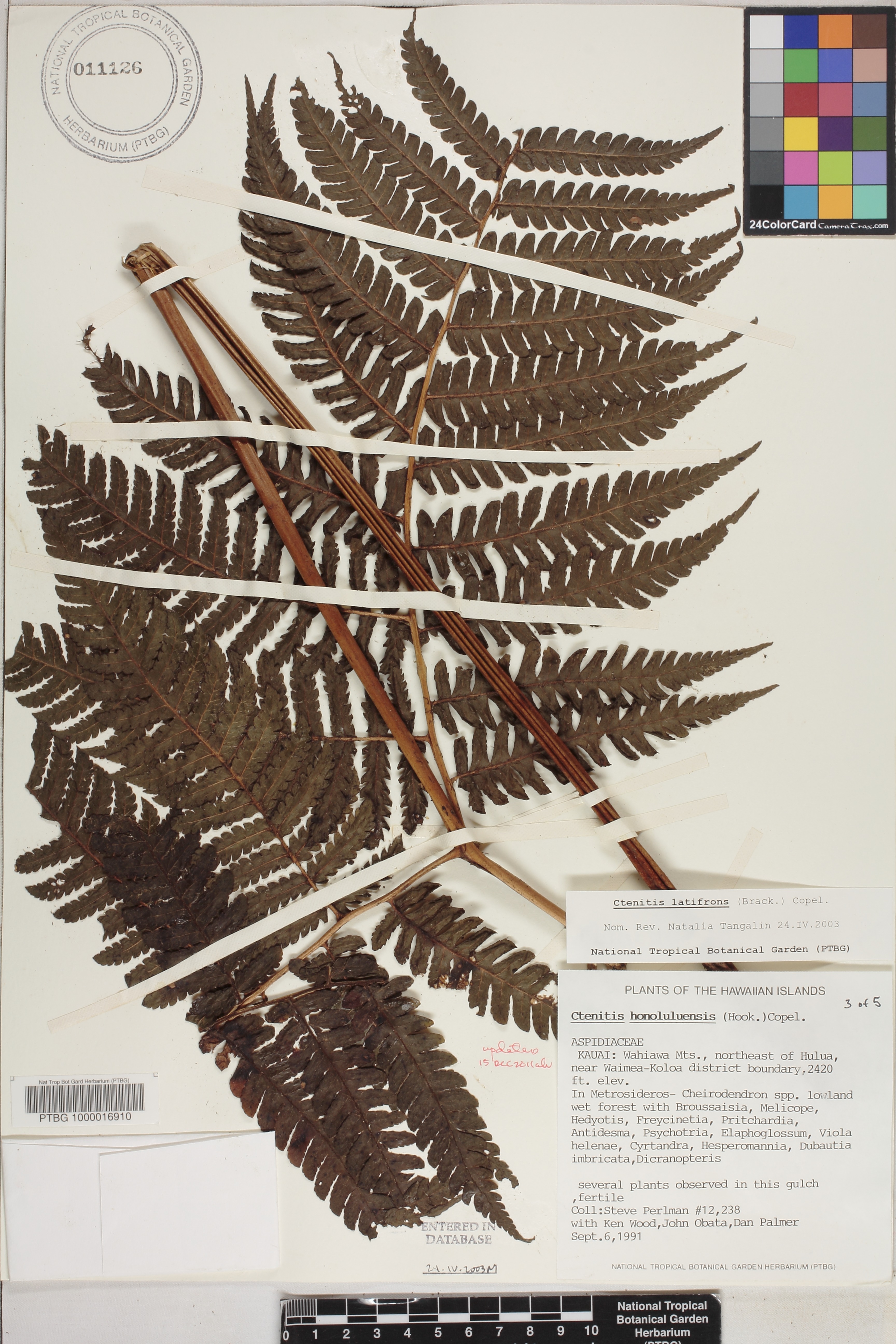 Ctenitis latifrons image