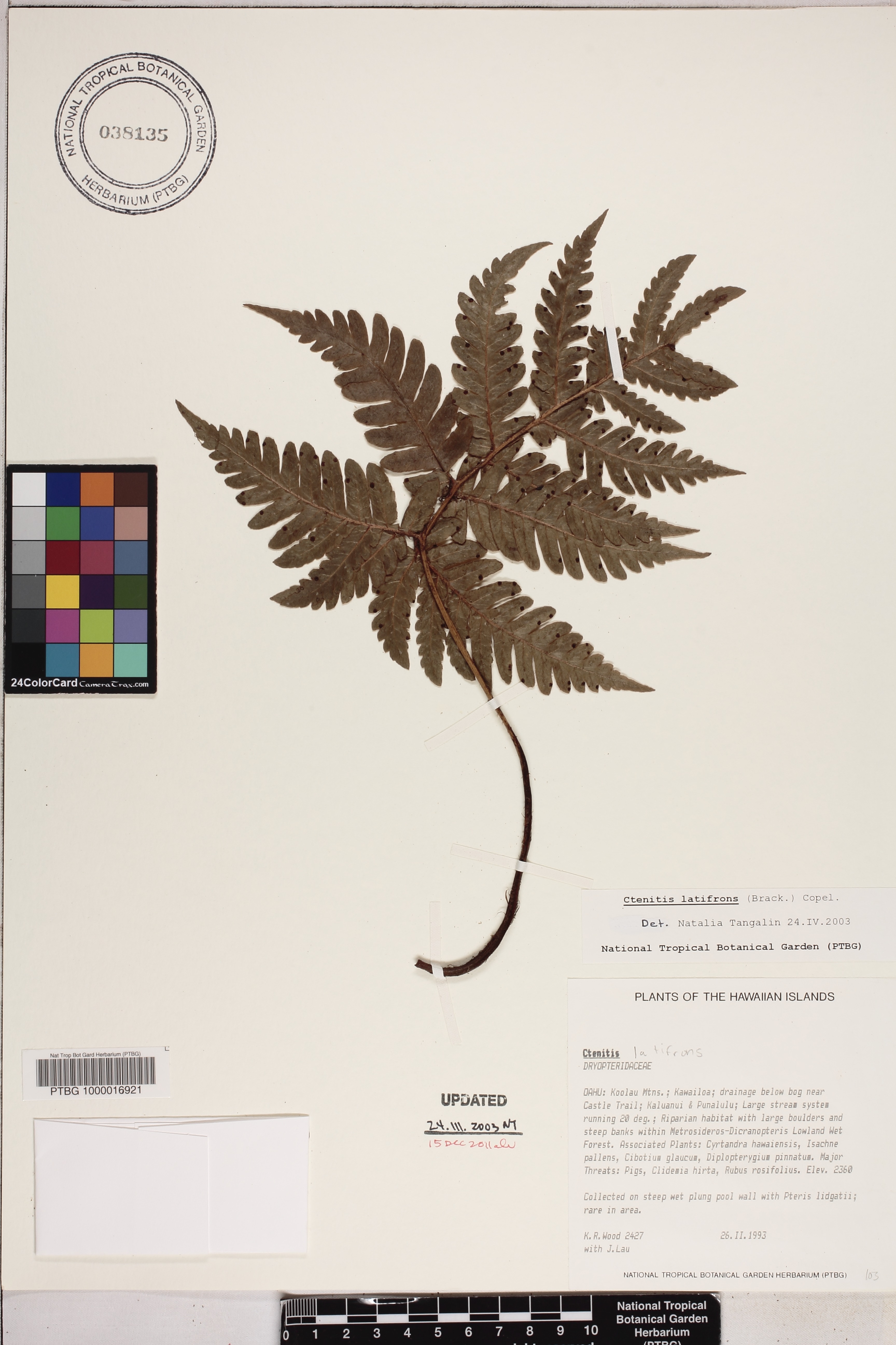 Ctenitis latifrons image