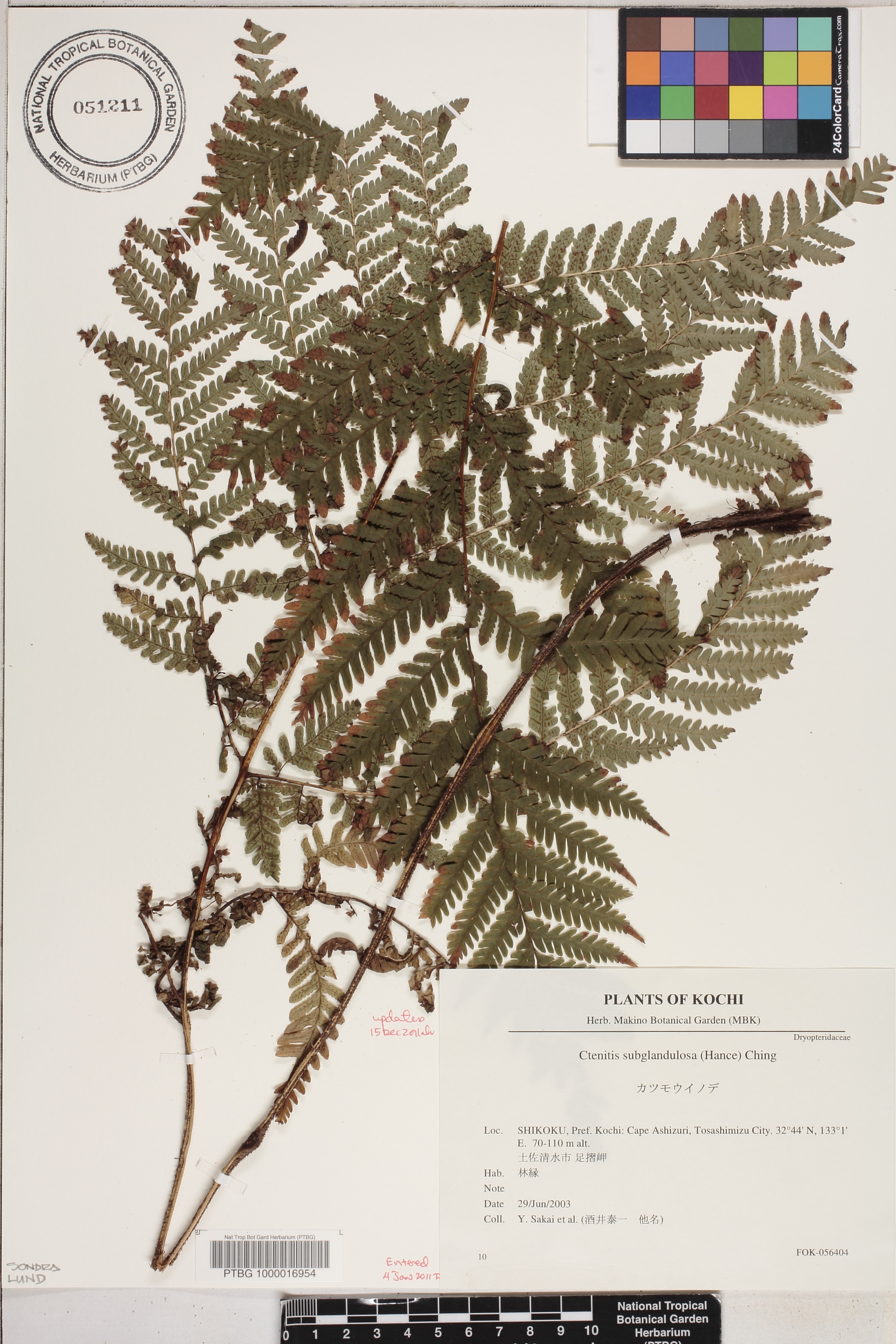 Ctenitis subglandulosa image